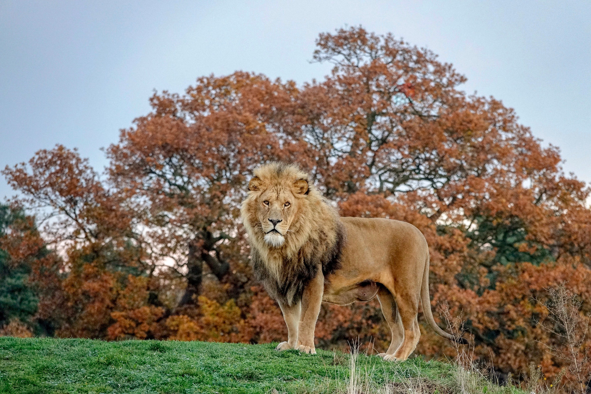 Téléchargez gratuitement l'image Animaux, Chats, Lion sur le bureau de votre PC