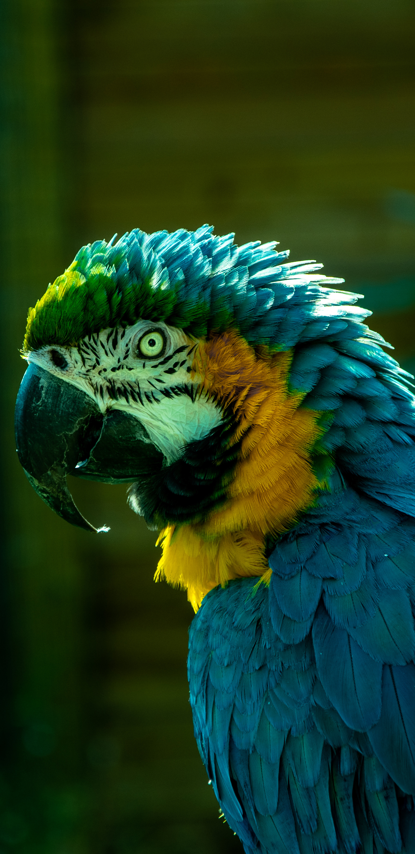 Laden Sie das Tiere, Vögel, Porträt, Papagei, Gelbbrustara-Bild kostenlos auf Ihren PC-Desktop herunter