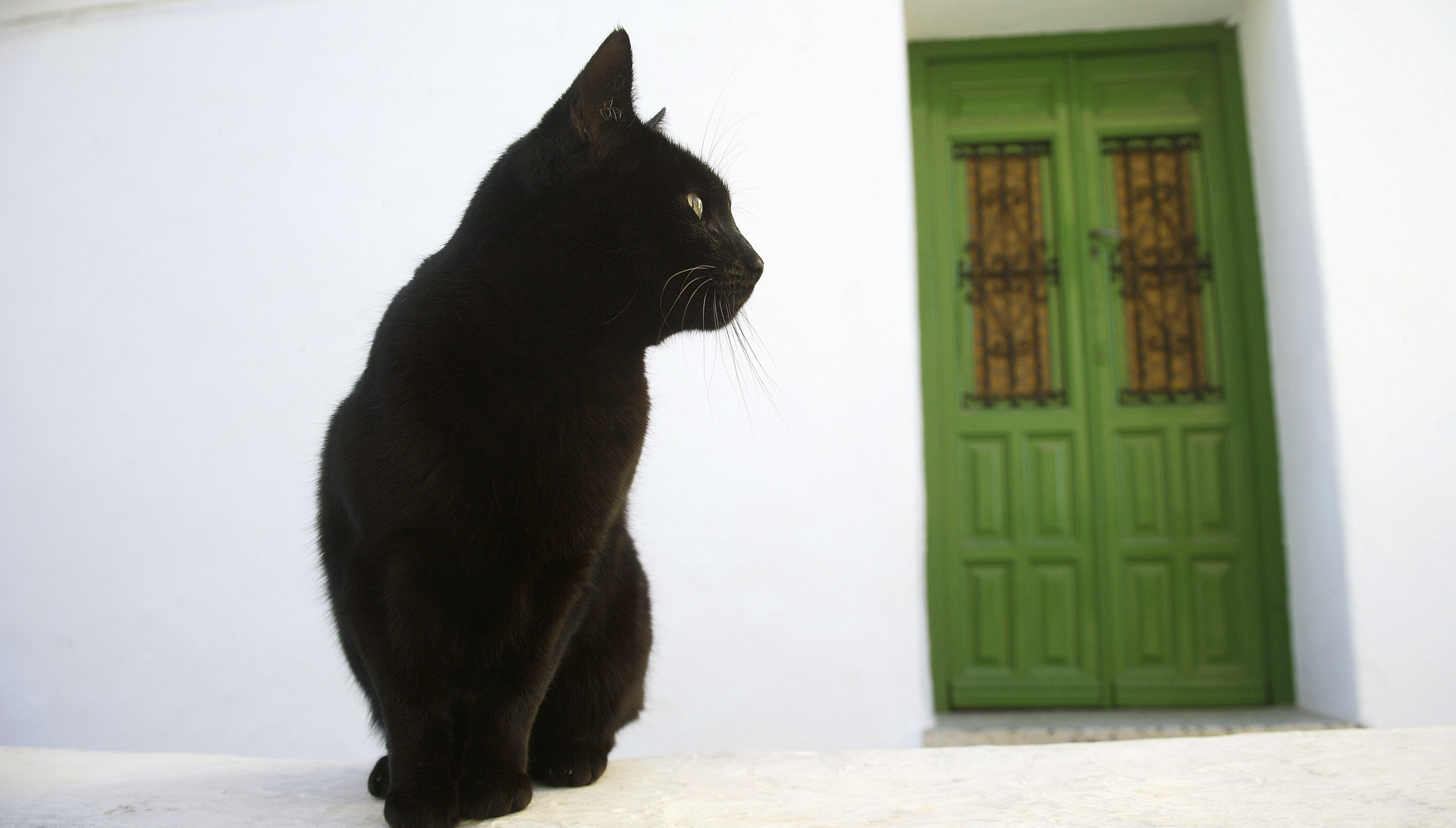 Descarga gratuita de fondo de pantalla para móvil de España, Gato, Gatos, Animales.