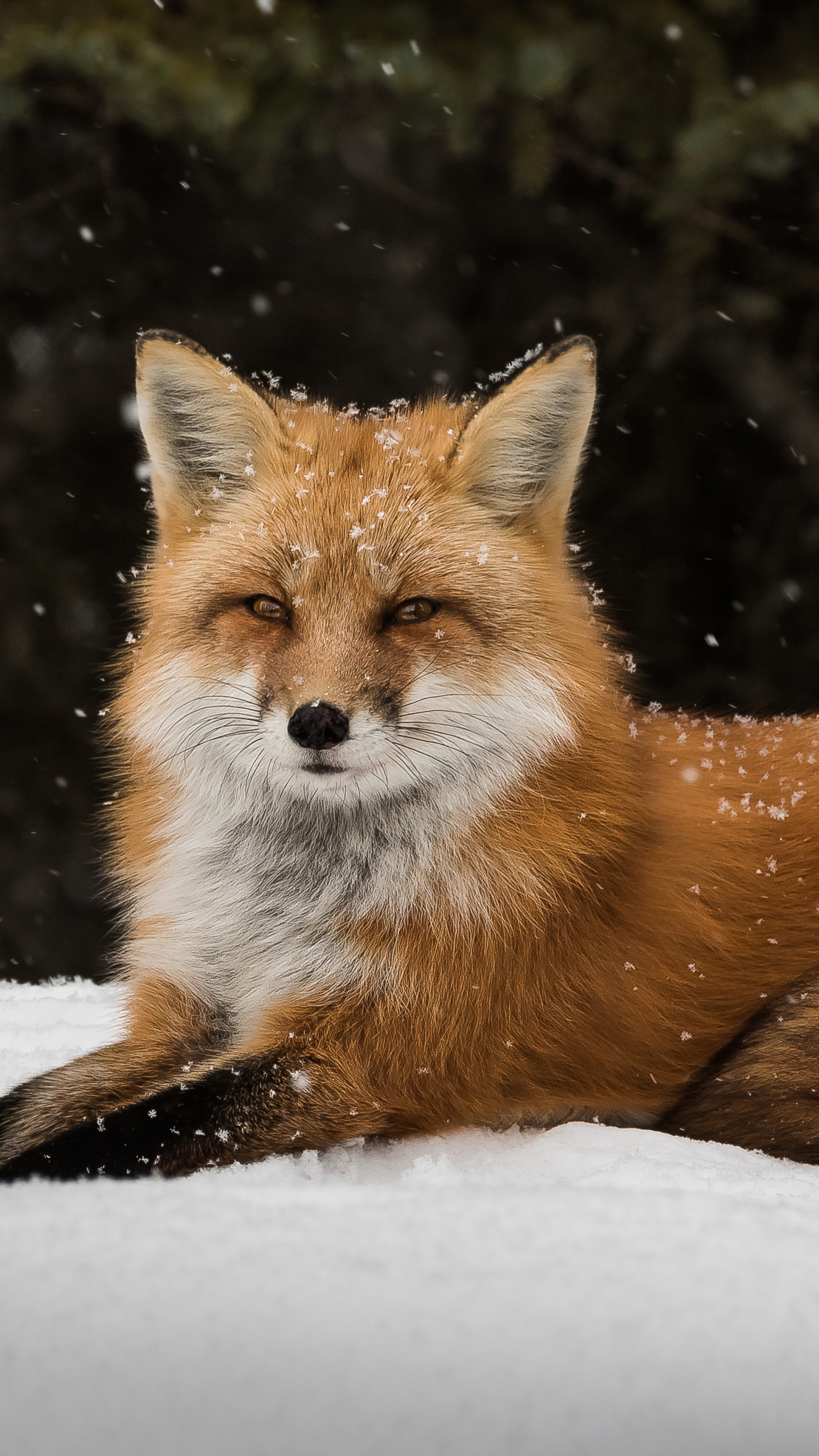 Download mobile wallpaper Fox, Animal for free.