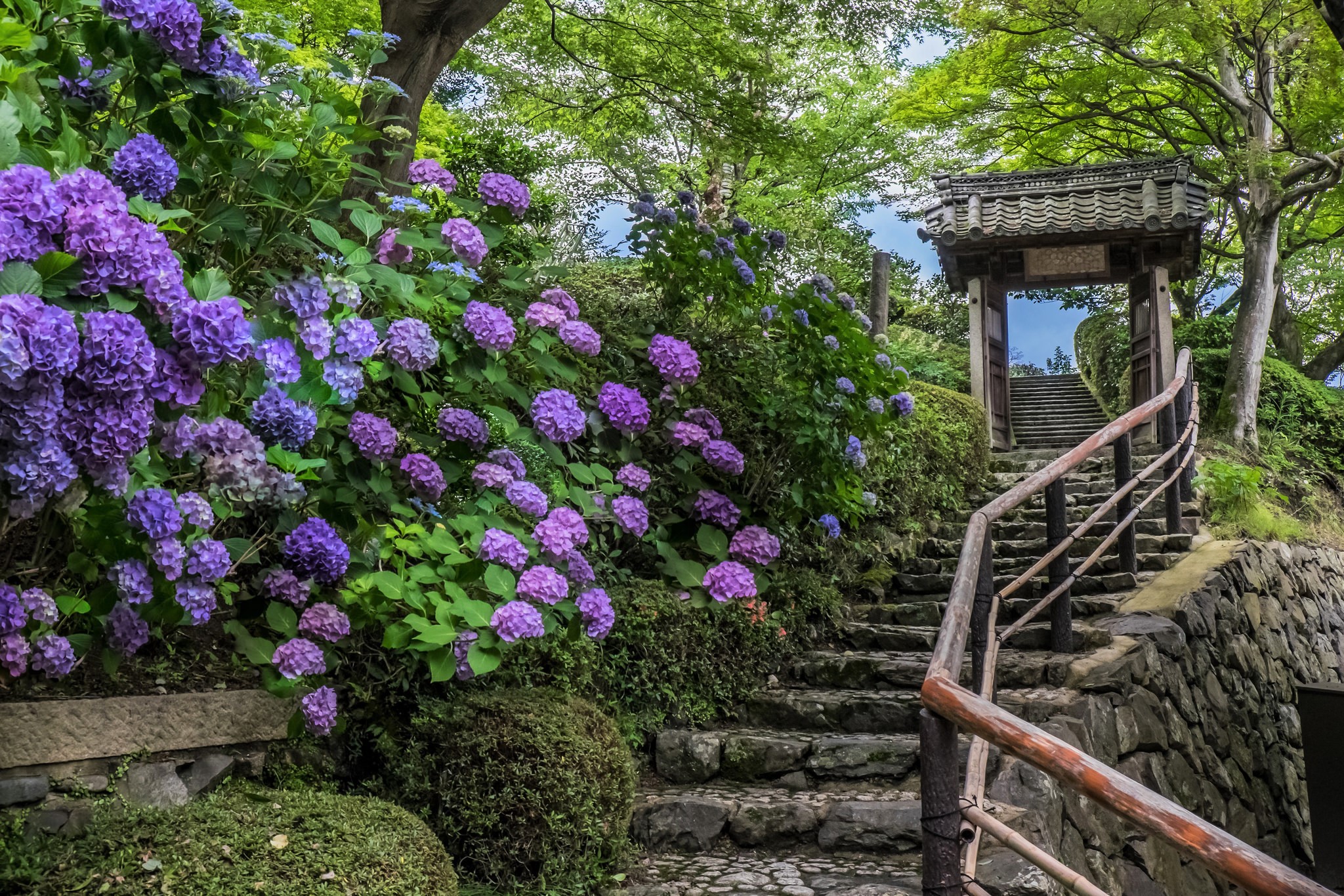 man made, stairs, flower, hydrangea, park, purple flower, spring, steps