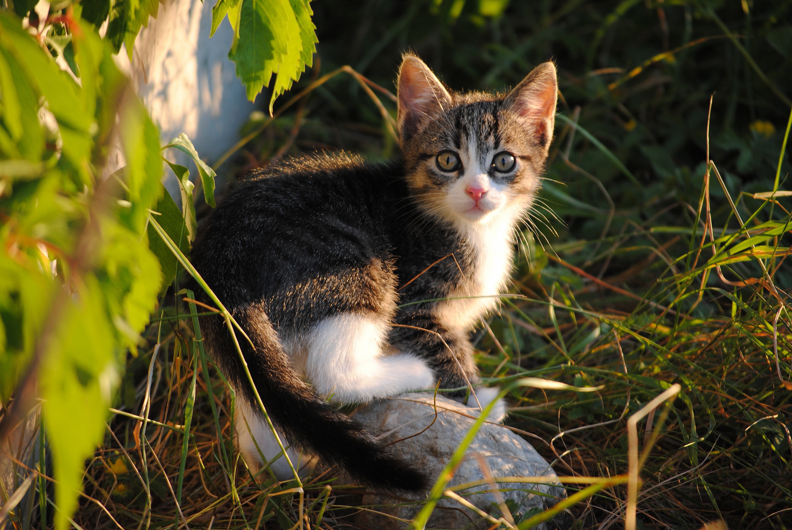 Laden Sie das Tiere, Katzen, Katze, Kätzchen, Stein, Gras-Bild kostenlos auf Ihren PC-Desktop herunter