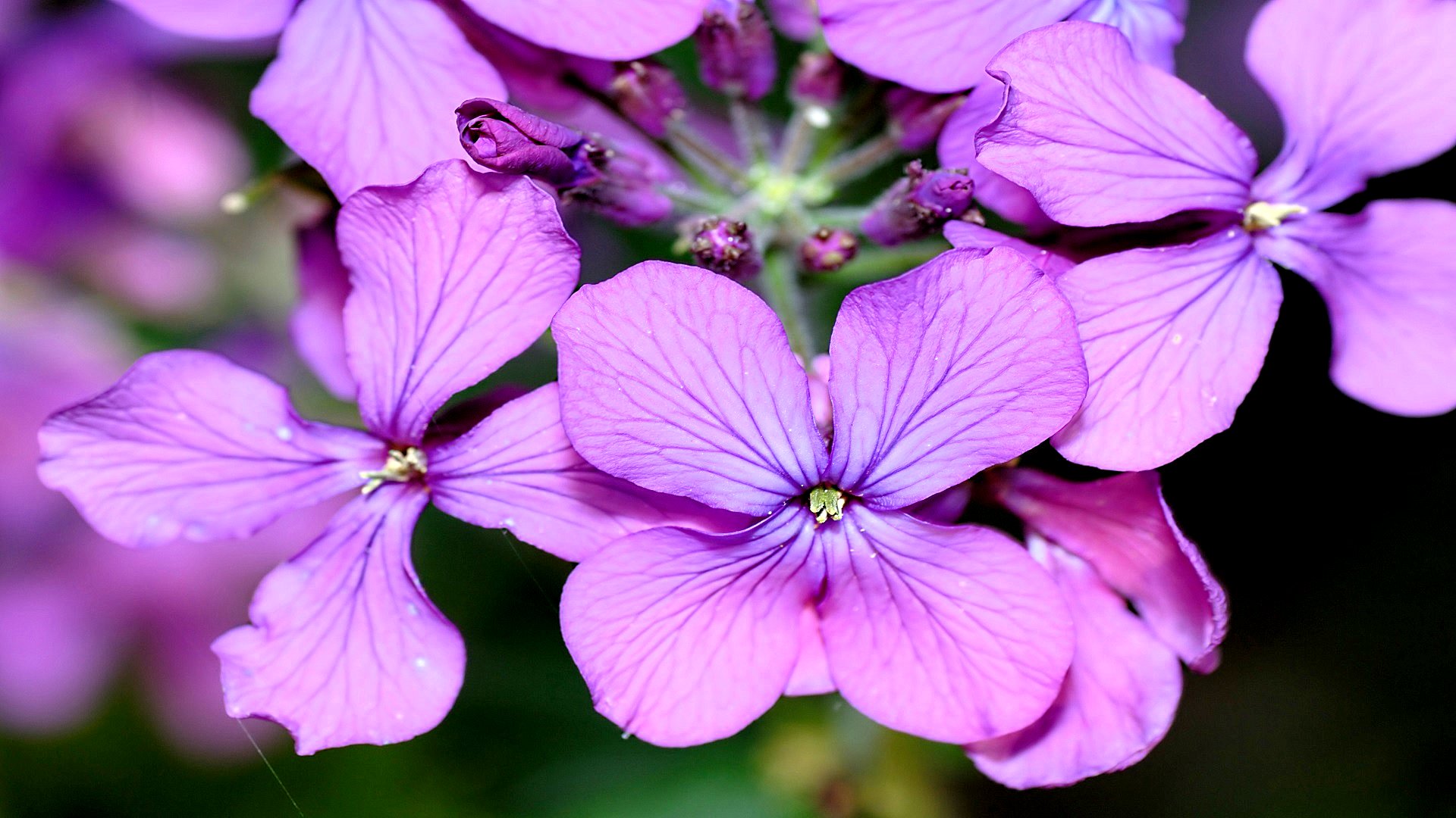 Baixe gratuitamente a imagem Flores, Flor, Terra/natureza na área de trabalho do seu PC