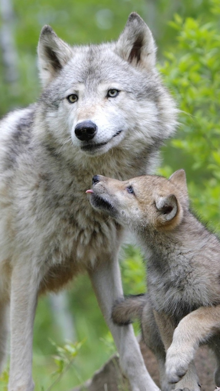 Descarga gratuita de fondo de pantalla para móvil de Animales, Lobo, Wolves.