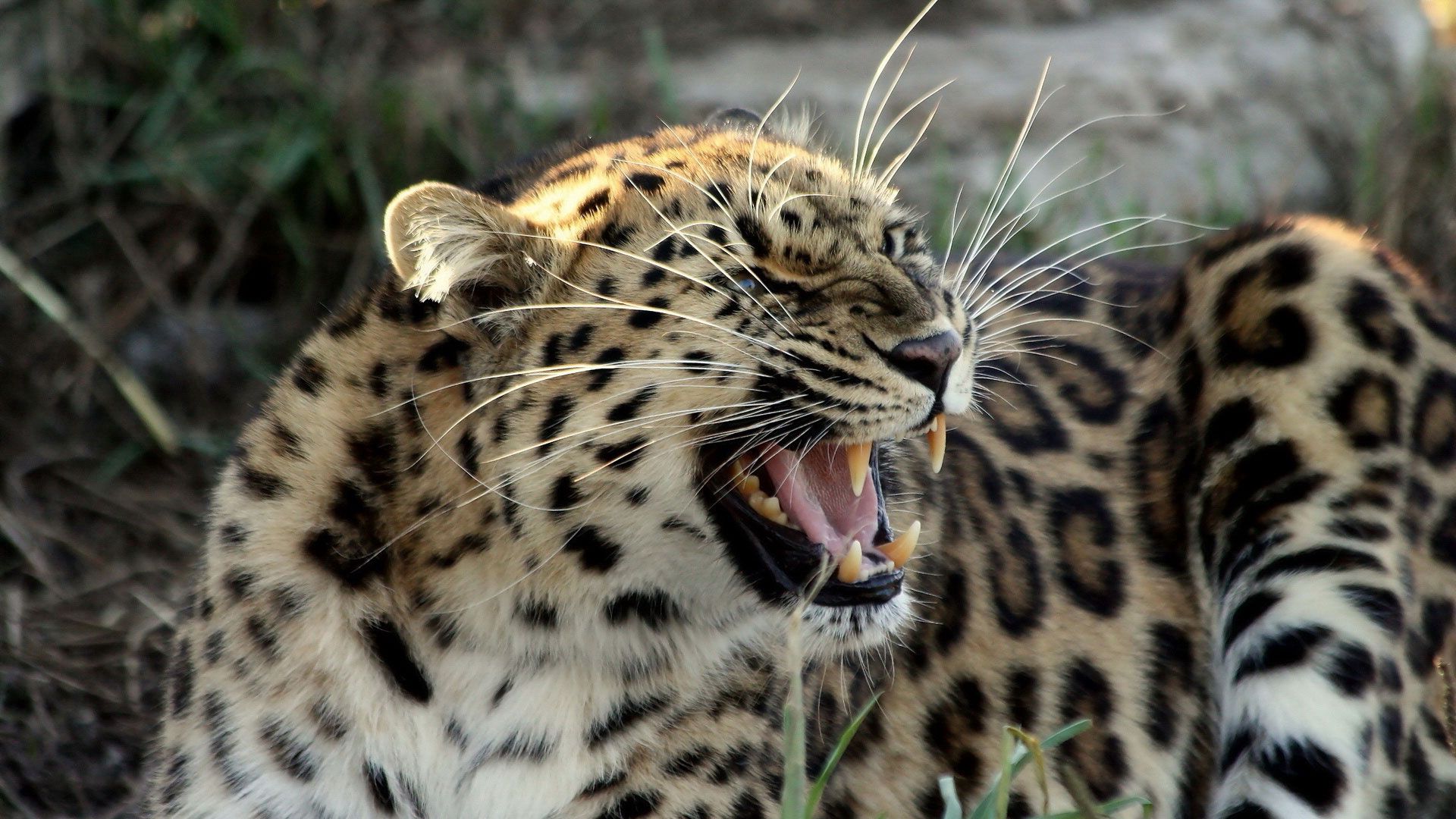 101211 télécharger l'image snow leopard, animaux, sourire, crocs, moustache, irbis - fonds d'écran et économiseurs d'écran gratuits