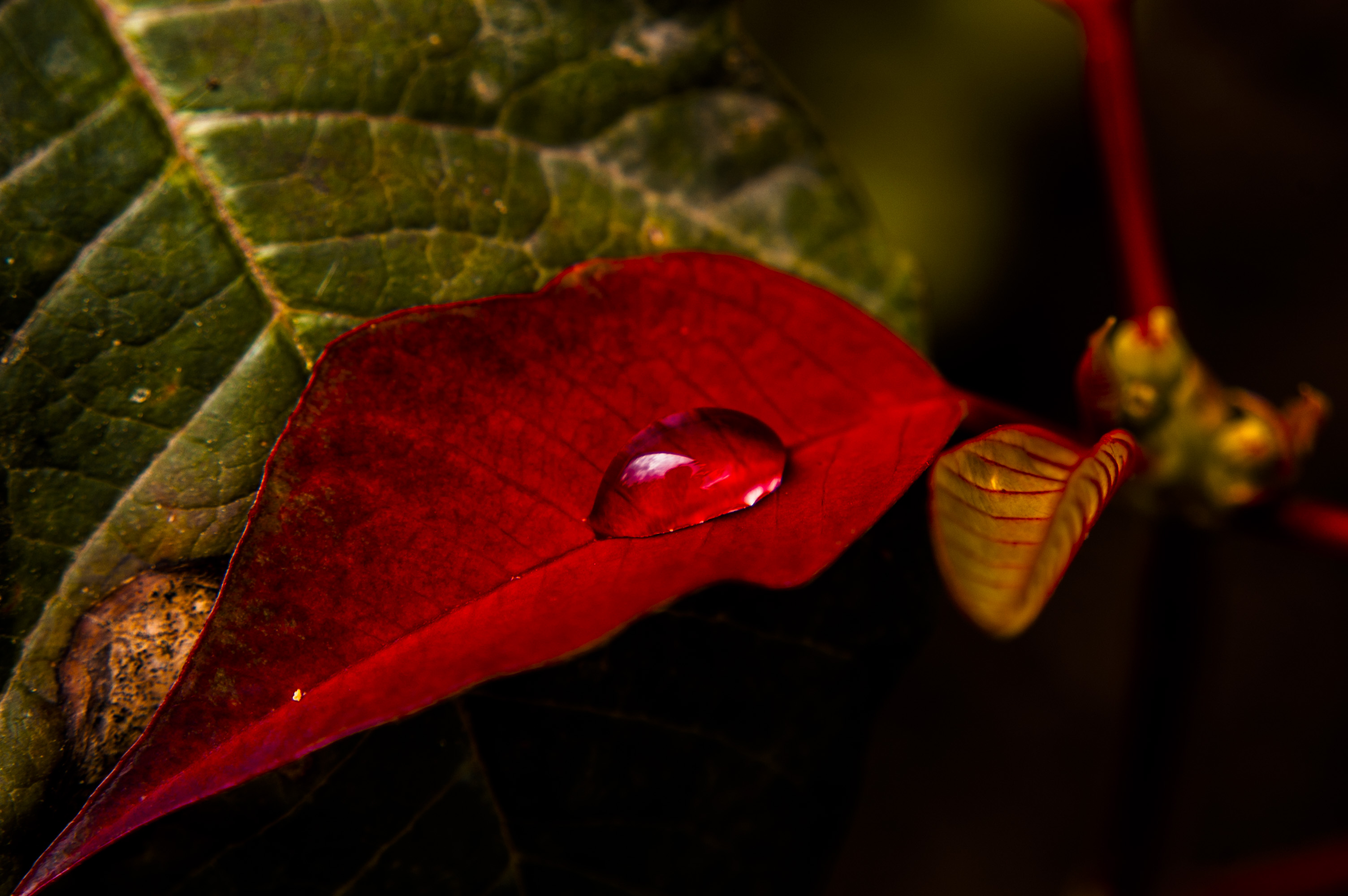 Handy-Wallpaper Natur, Blatt, Wassertropfen, Erde/natur kostenlos herunterladen.