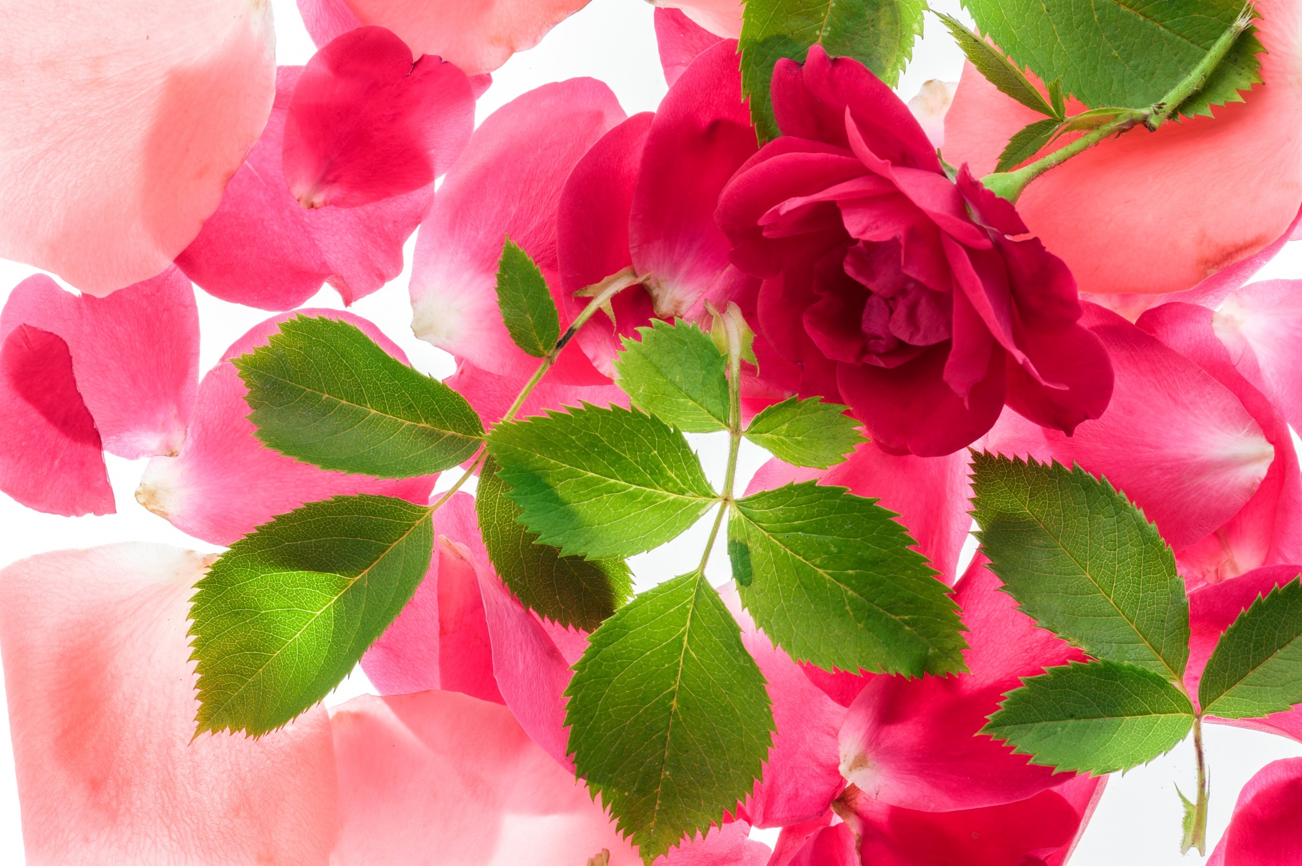Завантажити шпалери безкоштовно Роза, Земля, Листок, Пелюстка, Рожева Квітка, Рожева Троянда, Флауерзи картинка на робочий стіл ПК