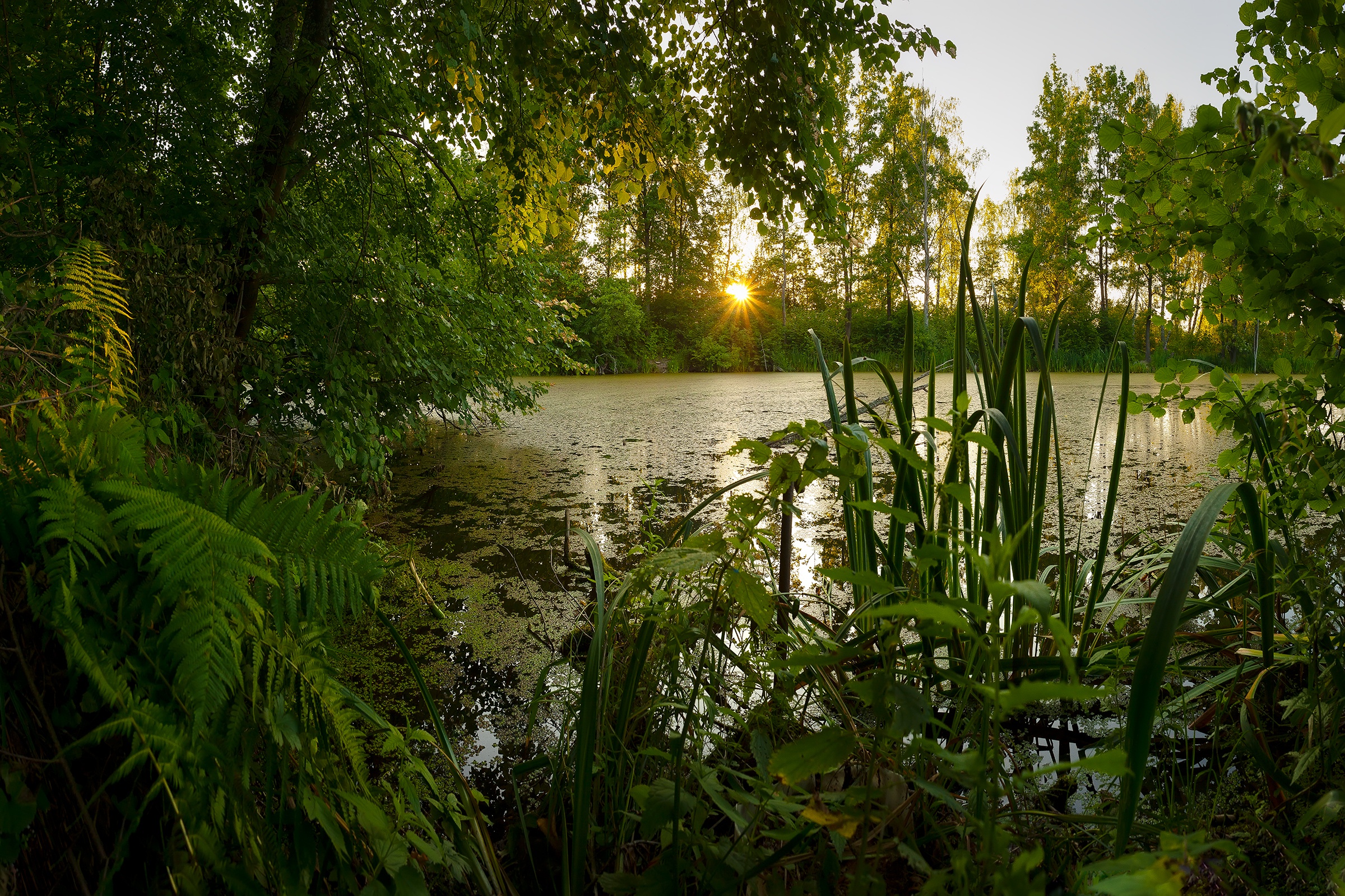 Baixe gratuitamente a imagem Pôr Do Sol, Sol, Verão, Lago, Árvore, Terra/natureza na área de trabalho do seu PC