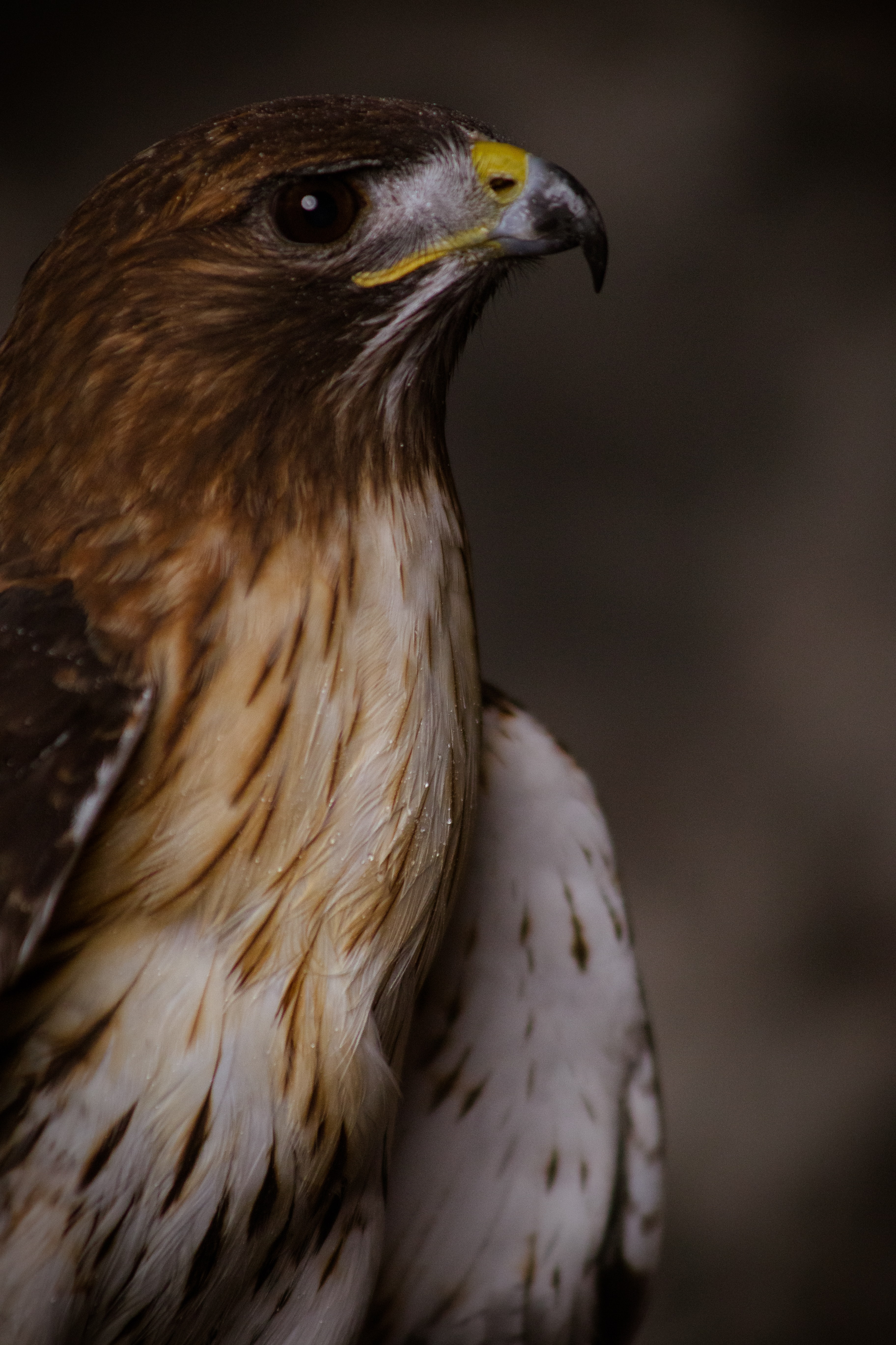 Free download wallpaper Animals, Feather, Bird, Beak, Eagle on your PC desktop