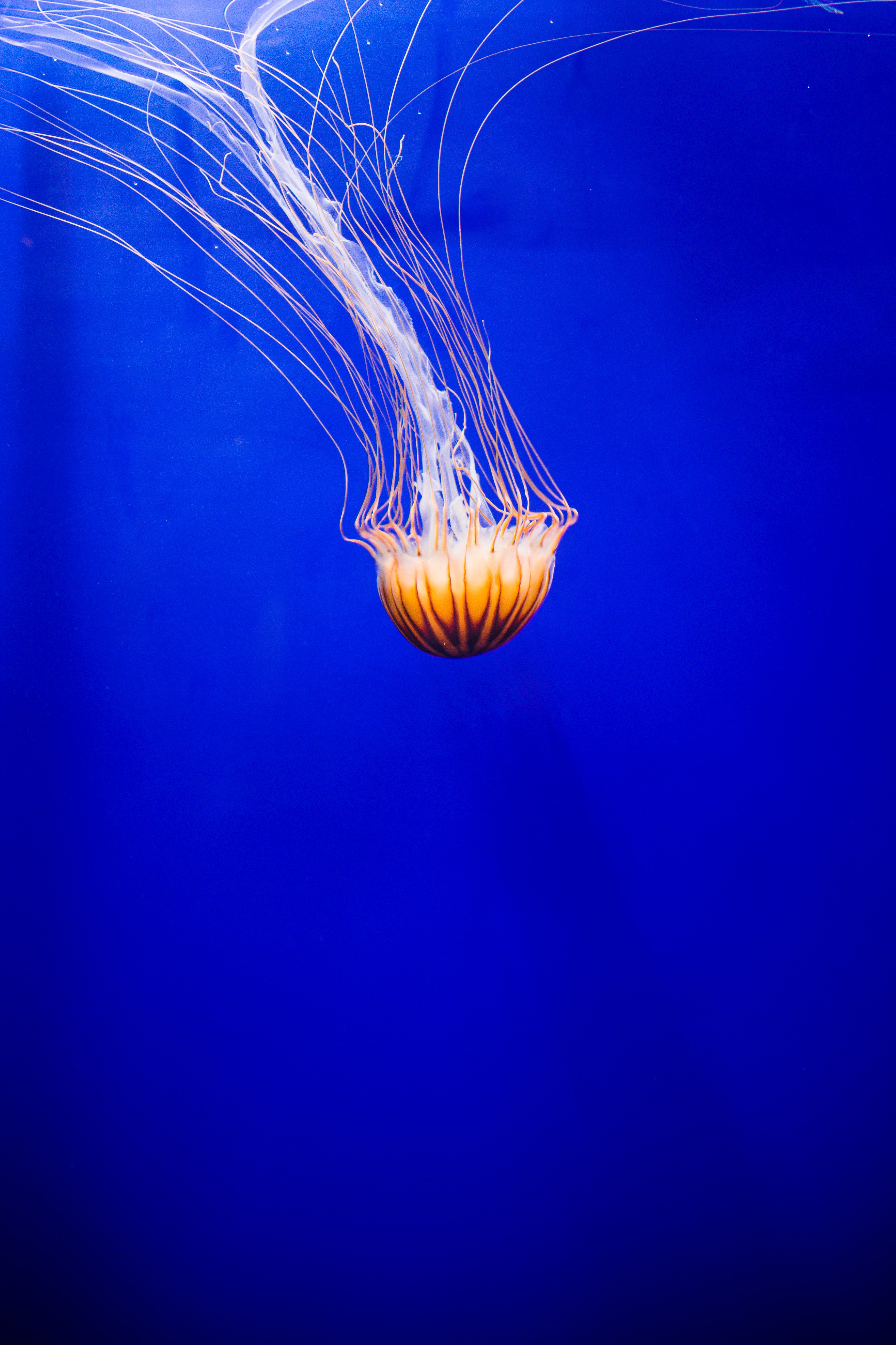 Download mobile wallpaper Beautiful, Tentacle, Animals, Water, Underwater World, Jellyfish for free.