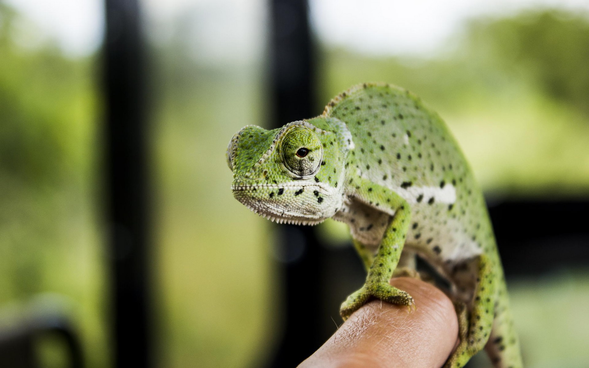 Download mobile wallpaper Chameleon, Reptiles, Animal for free.