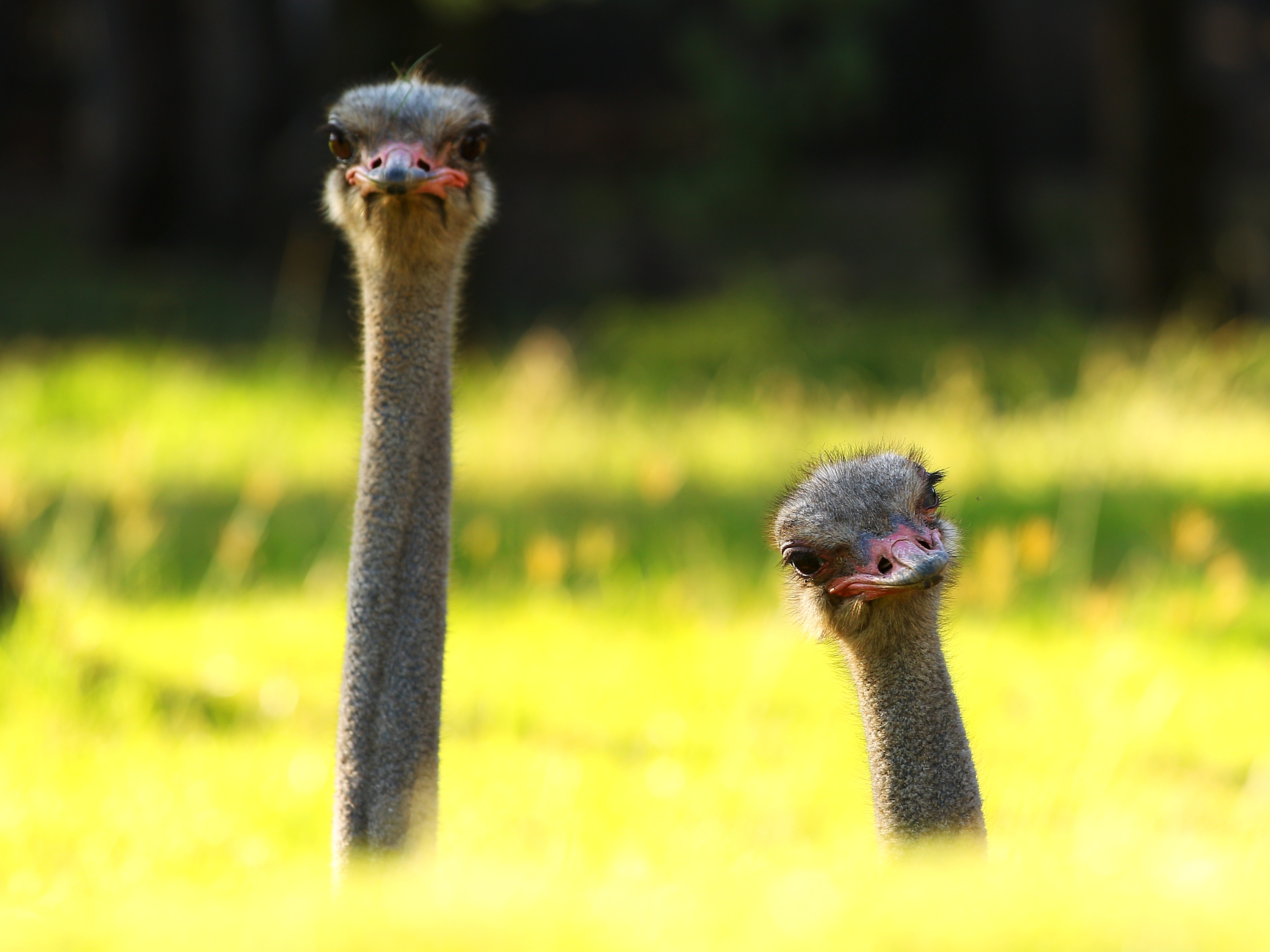 animal, ostrich, birds