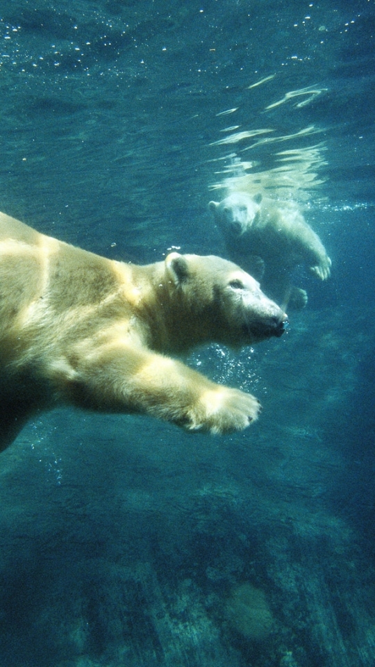 Handy-Wallpaper Tiere, Bären, Eisbär kostenlos herunterladen.