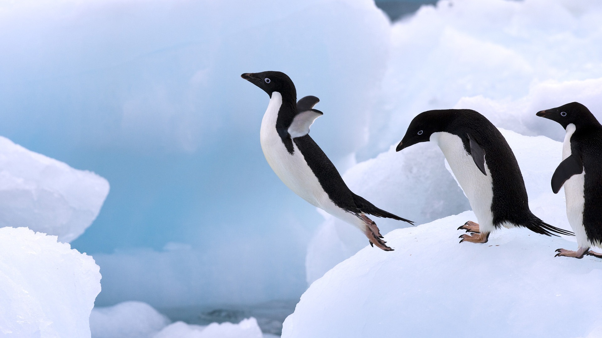 Скачати мобільні шпалери Пінгвін, Птах, Птахи, Тварина безкоштовно.