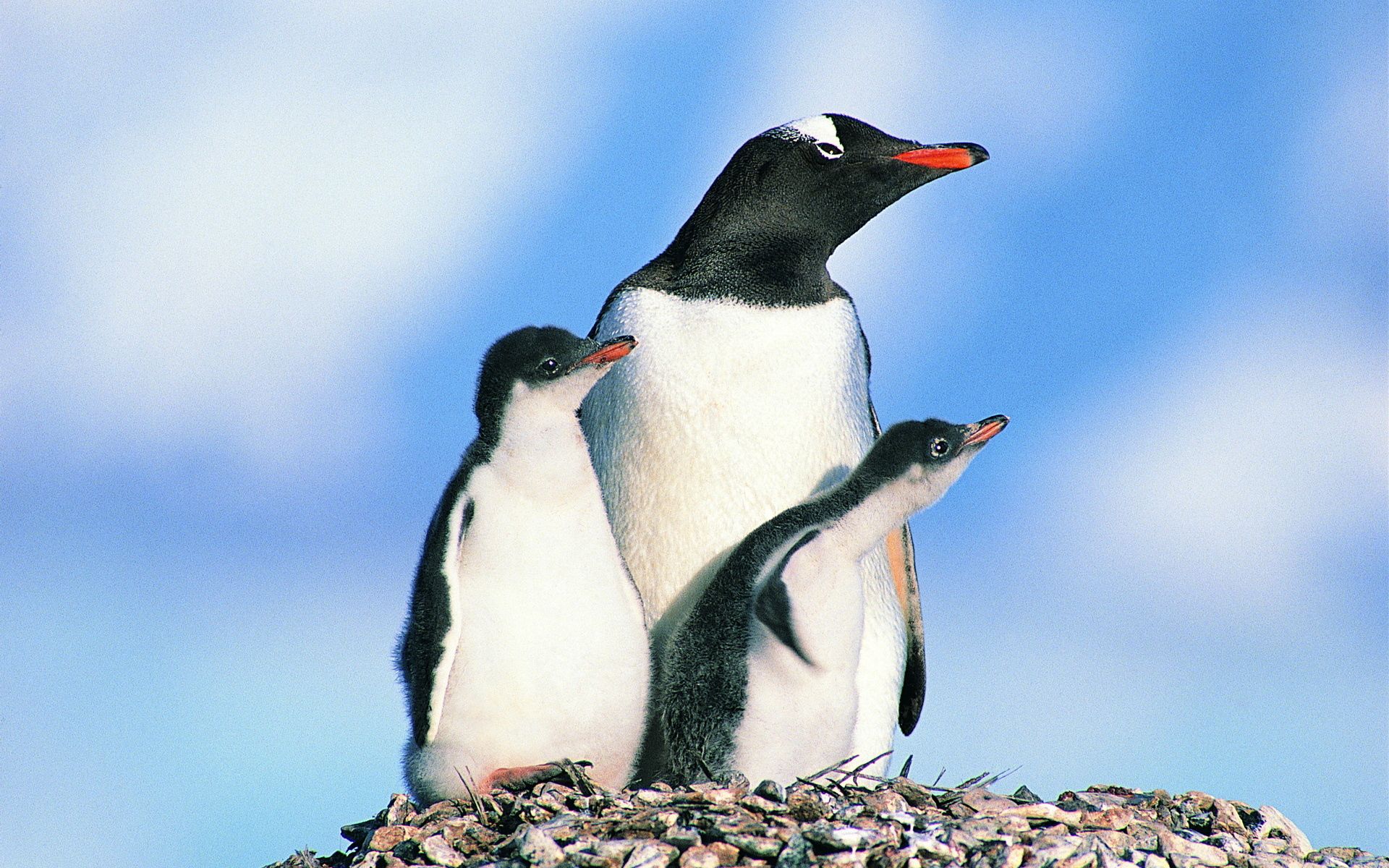Die besten Pinguinfamilie-Hintergründe für den Telefonbildschirm