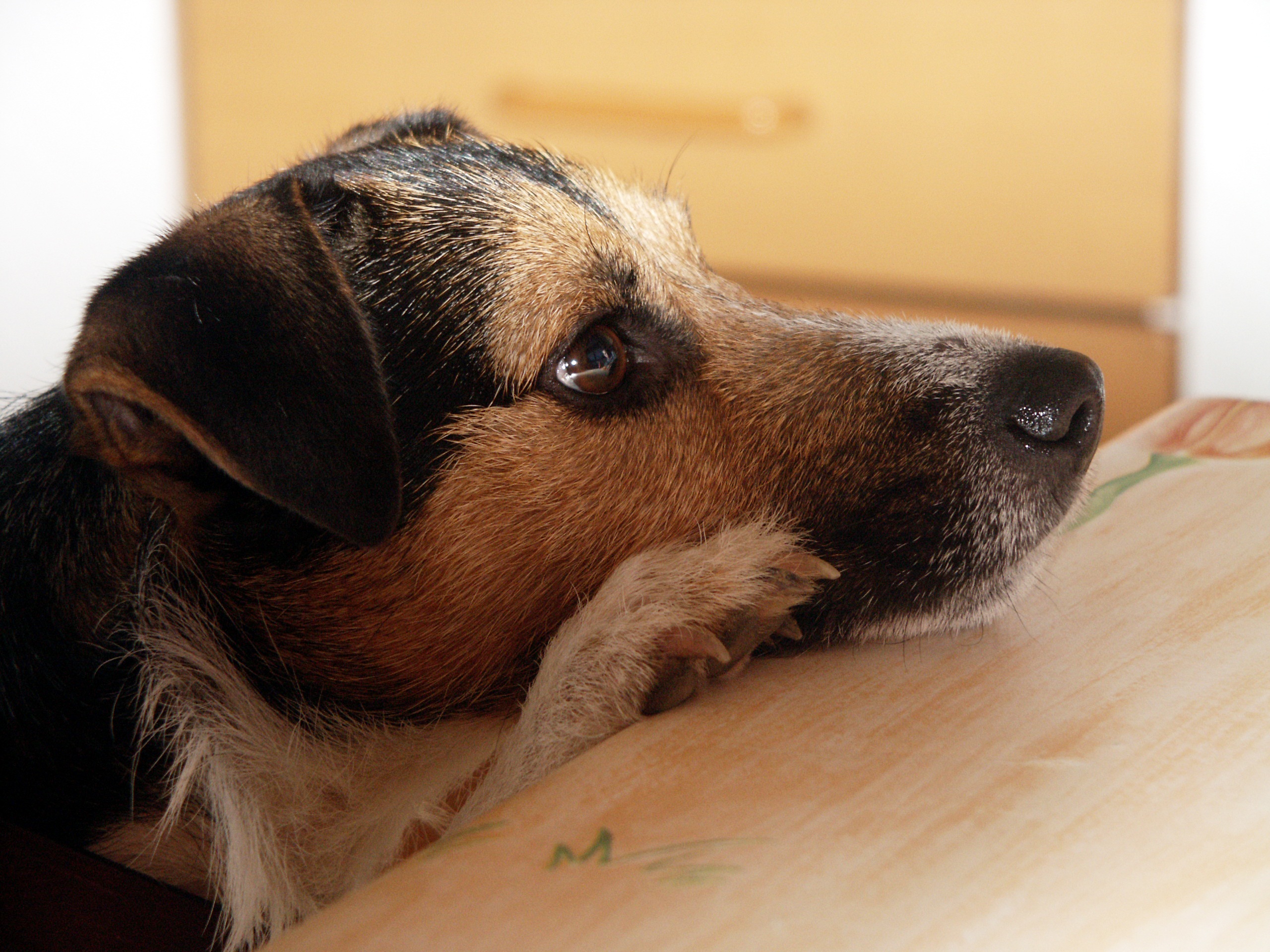 Laden Sie das Tiere, Hunde, Hund, Schnauze, Jack Russell Terrier-Bild kostenlos auf Ihren PC-Desktop herunter
