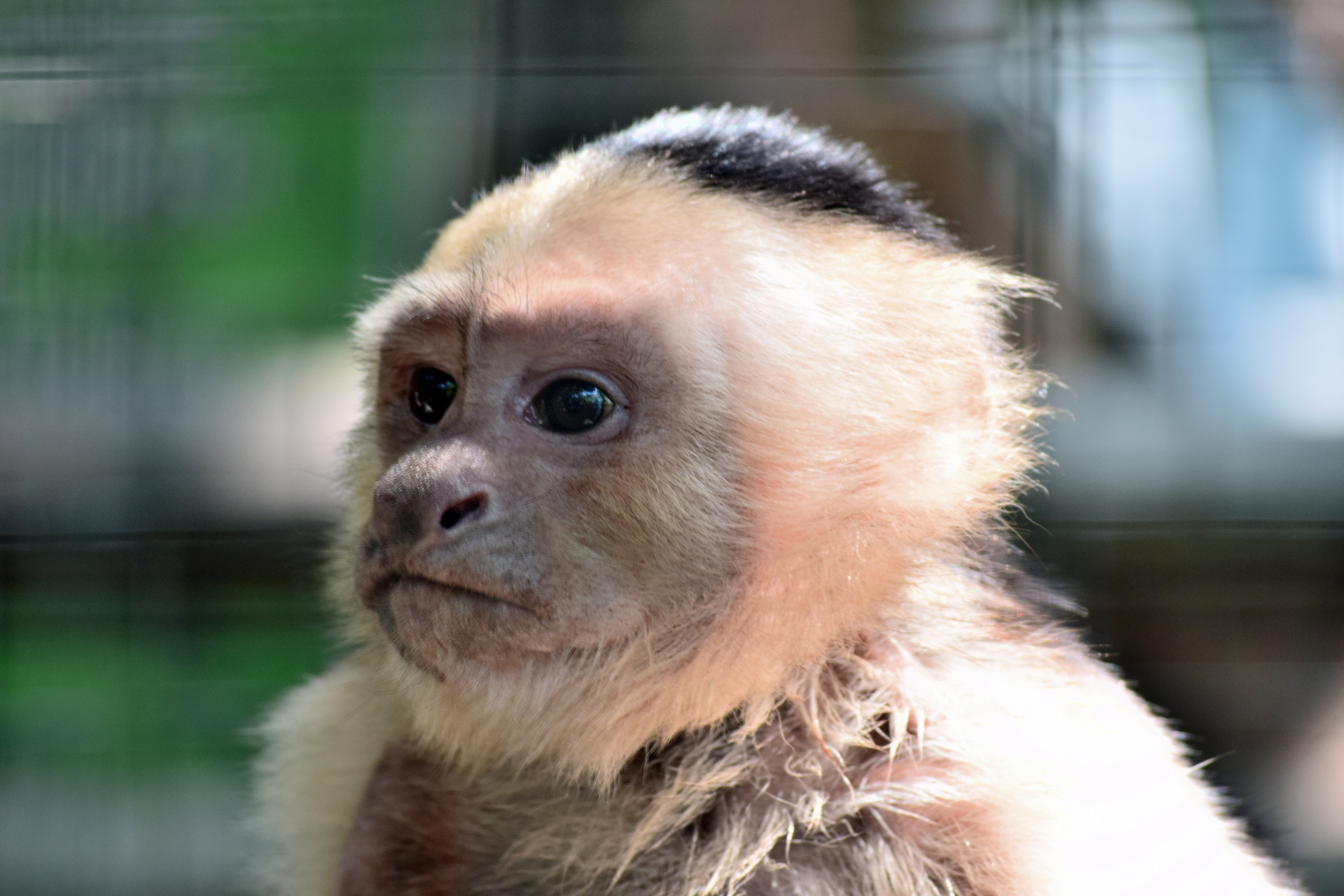 397100 descargar fondo de pantalla animales, mono, primate, monos: protectores de pantalla e imágenes gratis