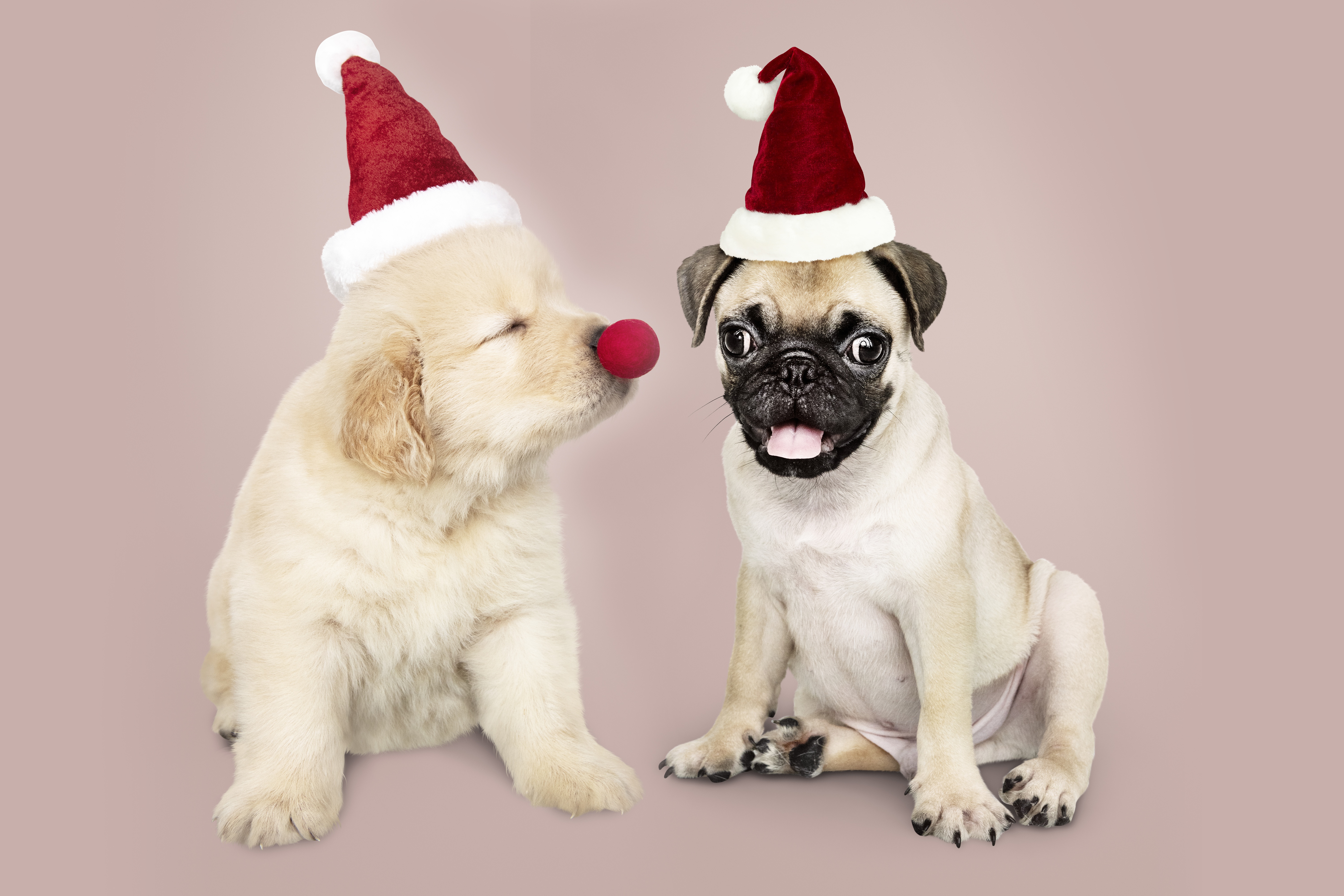 Laden Sie das Tiere, Hunde, Hund, Welpen, Mops, Labrador Retriever, Weihnachtsmütze-Bild kostenlos auf Ihren PC-Desktop herunter