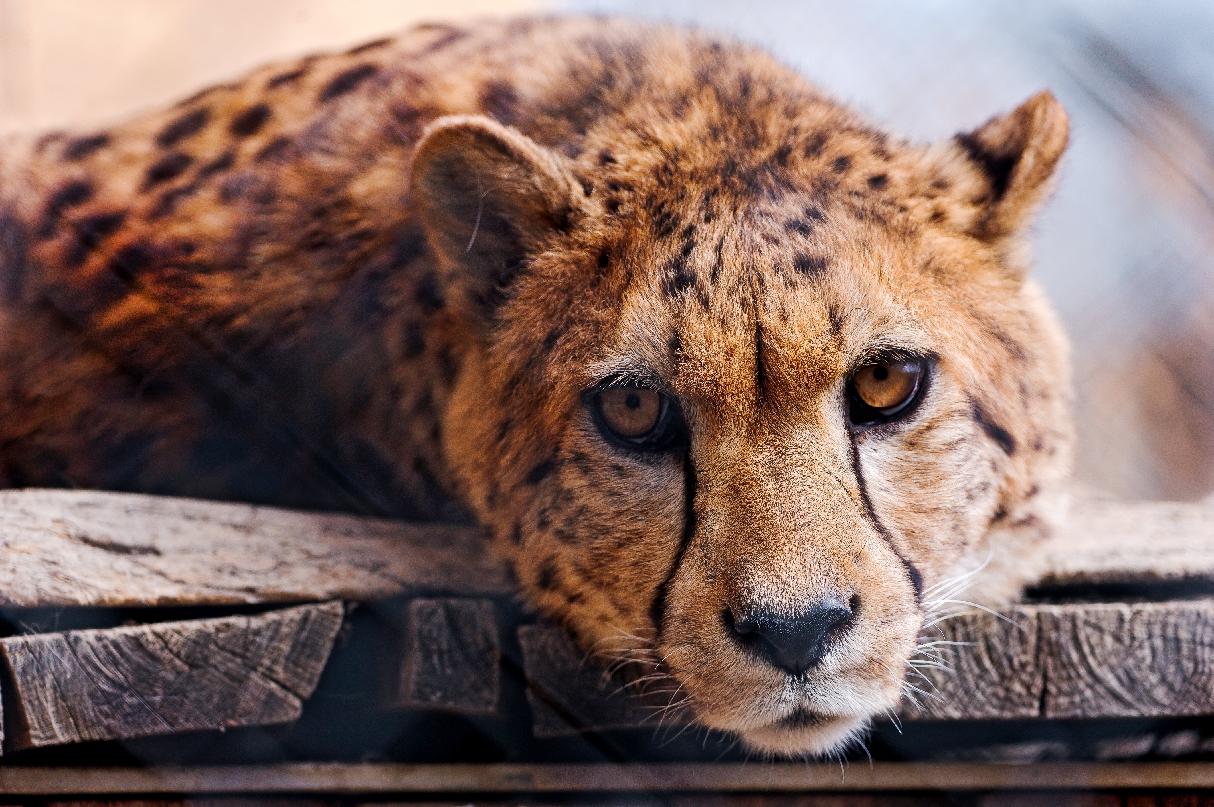Download mobile wallpaper Opinion, Muzzle, Sight, Animals, Predator, Cheetah for free.