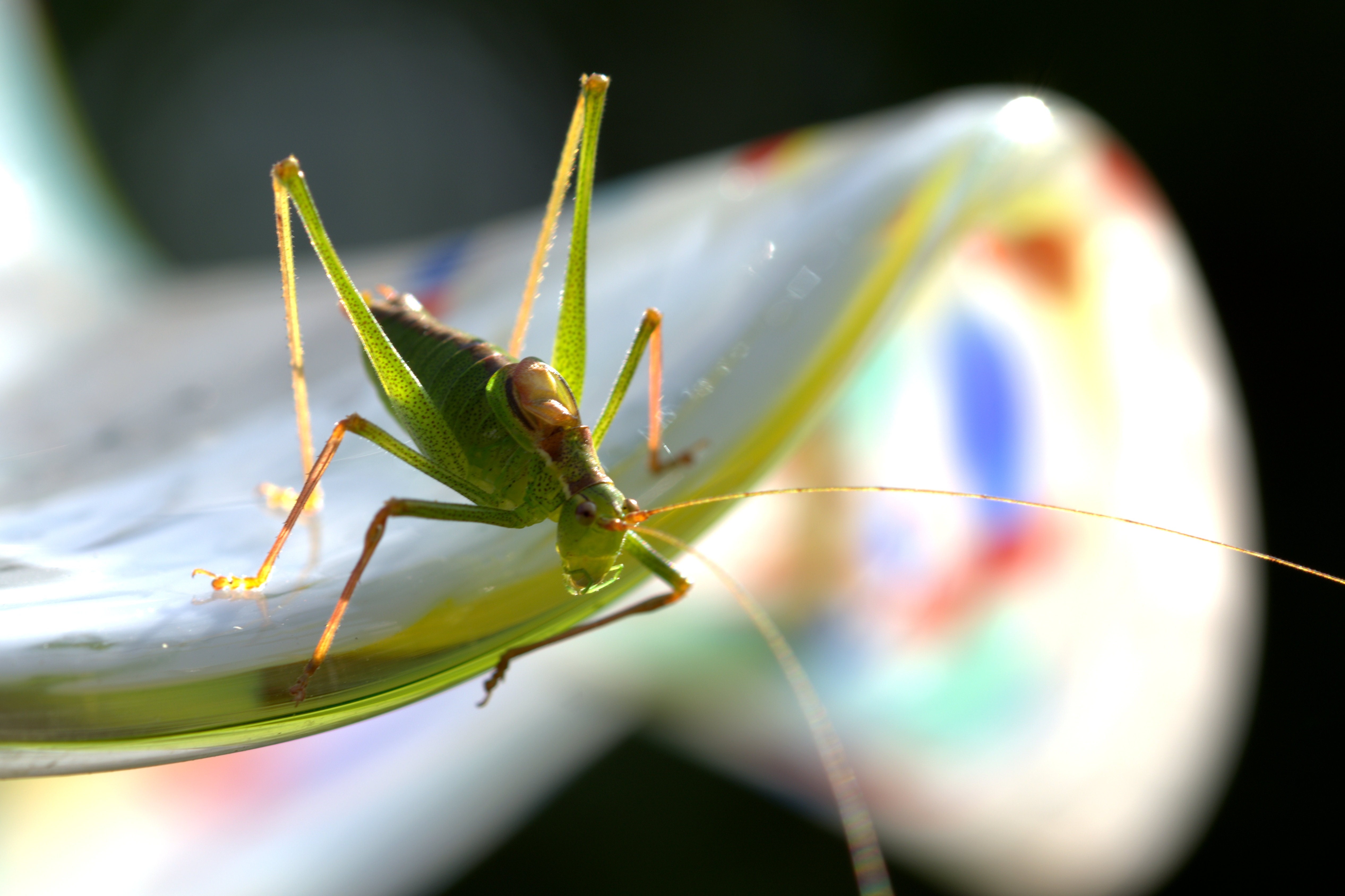 Download mobile wallpaper Insect, Animal, Grasshopper for free.