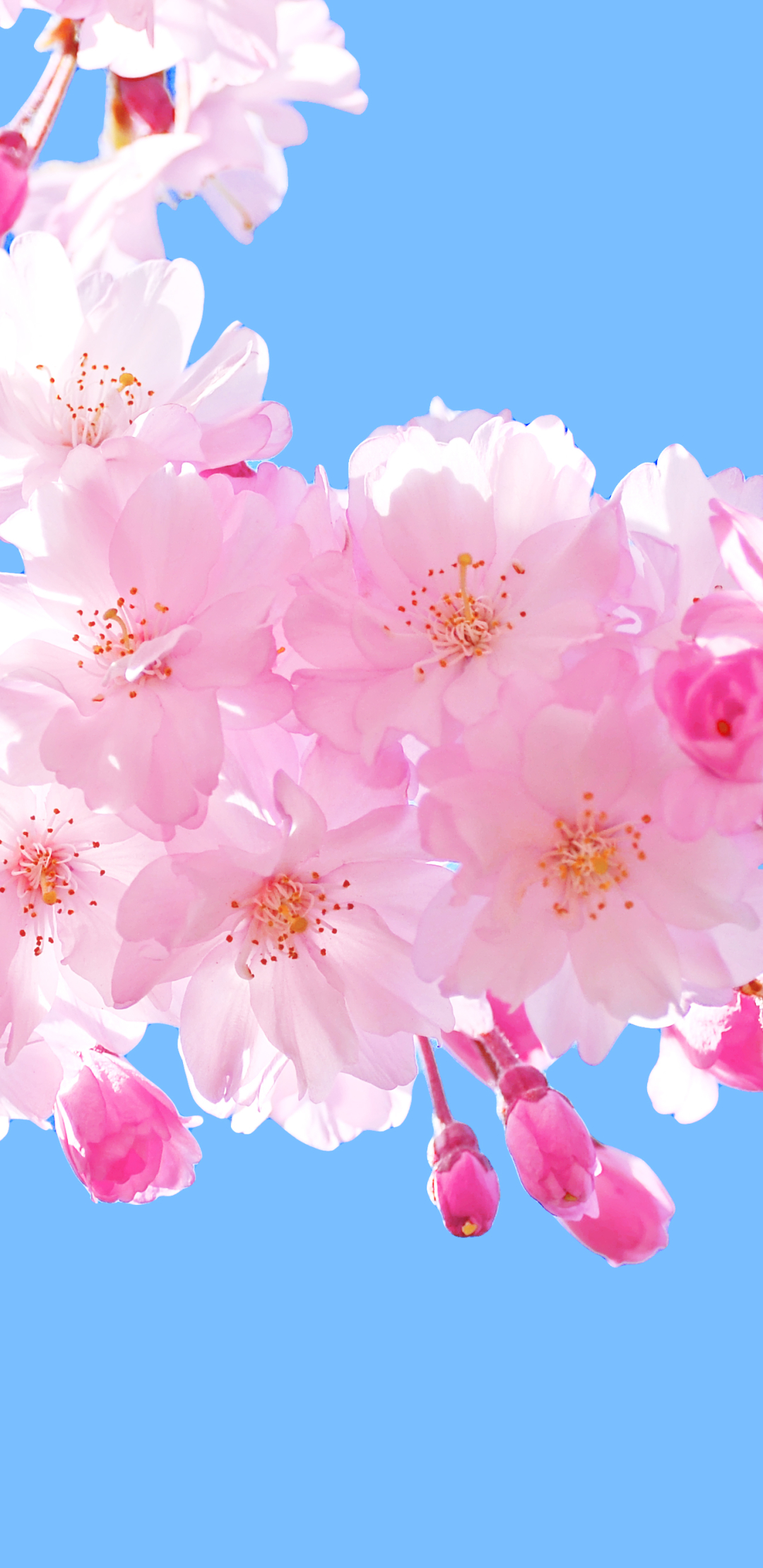 無料モバイル壁紙フラワーズ, 花, ブランチ, 地球, 空, ピンクの花をダウンロードします。