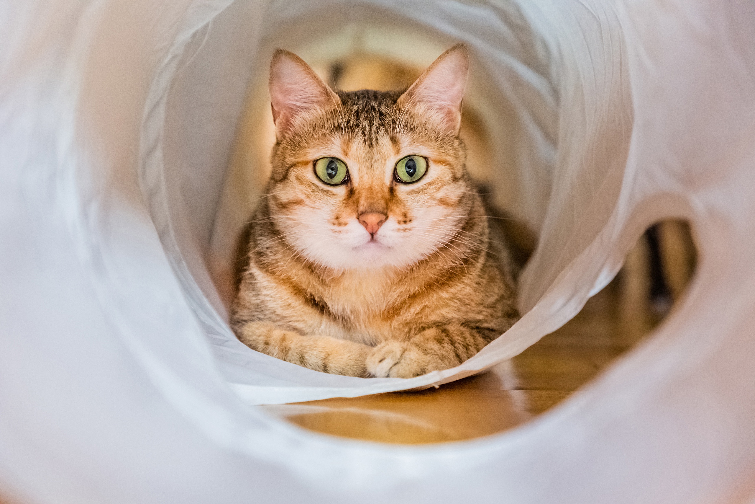 Baixe gratuitamente a imagem Animais, Gatos, Gato, Olhar Fixamente na área de trabalho do seu PC