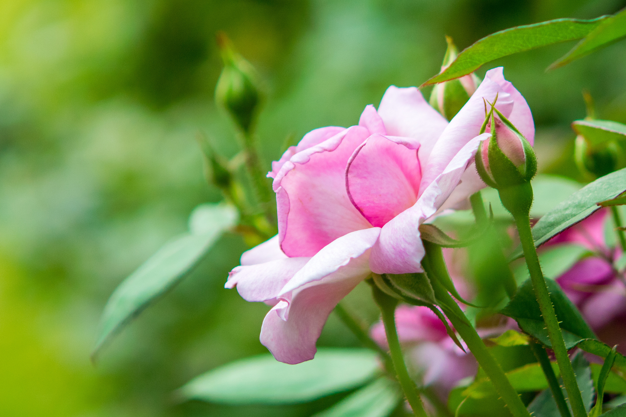 Laden Sie das Natur, Blumen, Blume, Rose, Nahansicht, Erde/natur, Pinke Blume-Bild kostenlos auf Ihren PC-Desktop herunter