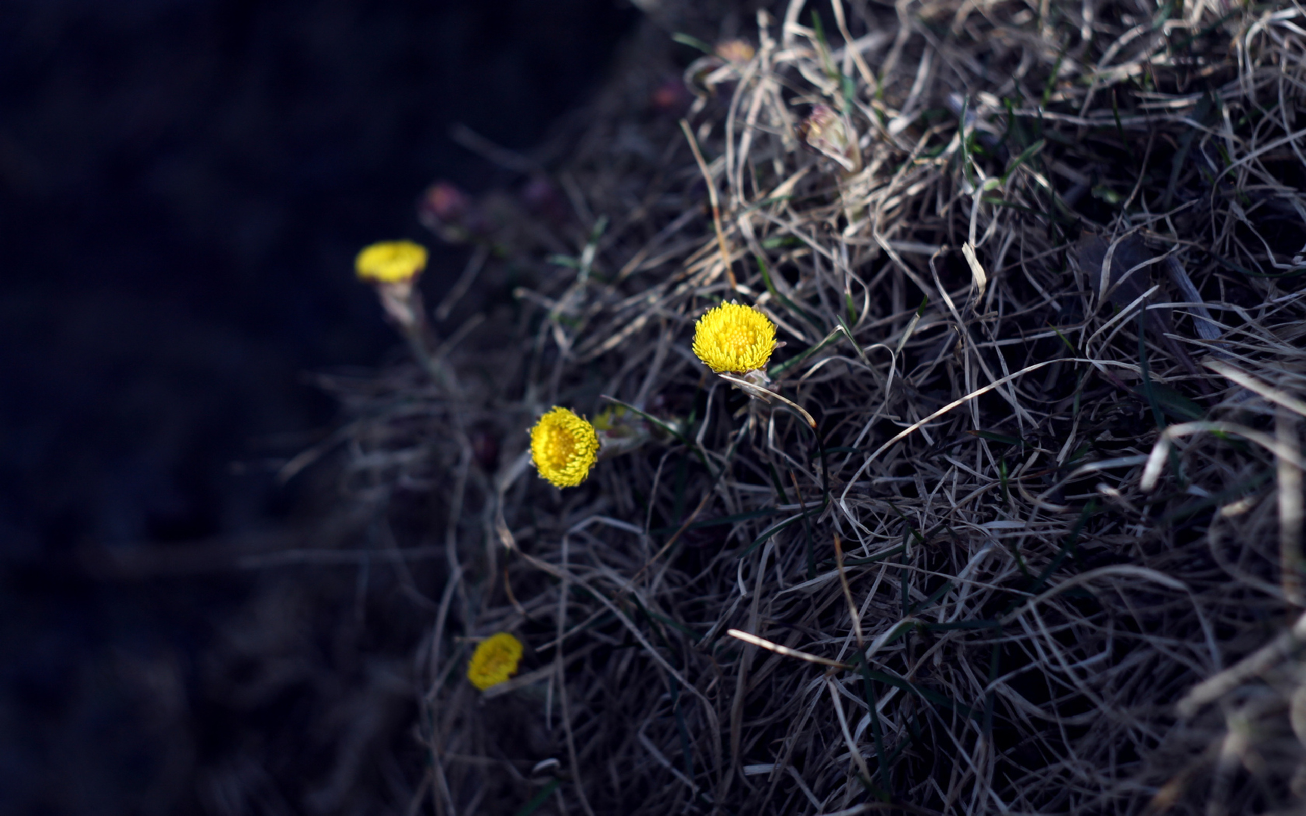 Handy-Wallpaper Blumen, Blume, Erde/natur kostenlos herunterladen.