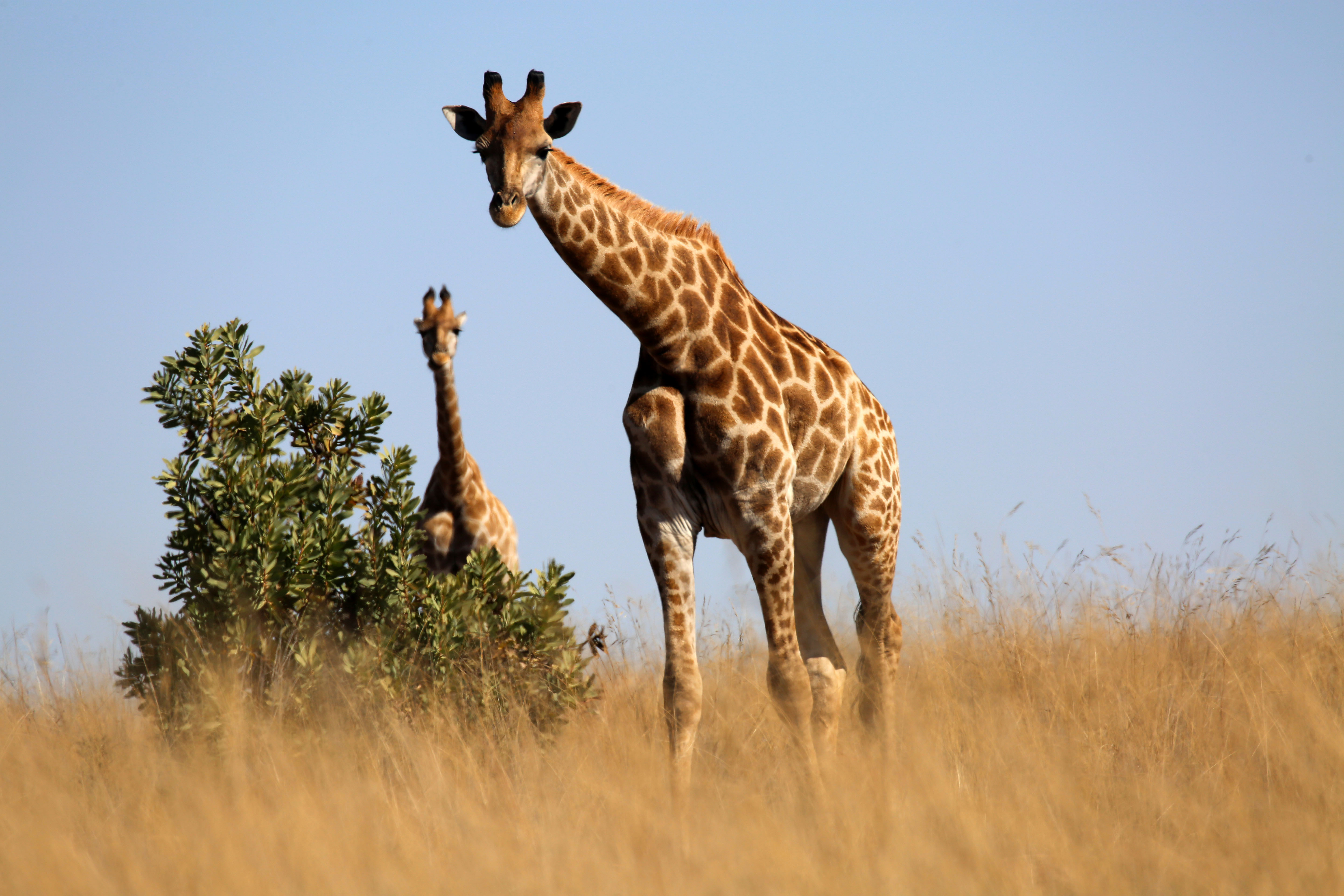 128391 Hintergrundbild herunterladen tier, tiere, grass, savanna, giraffe - Bildschirmschoner und Bilder kostenlos