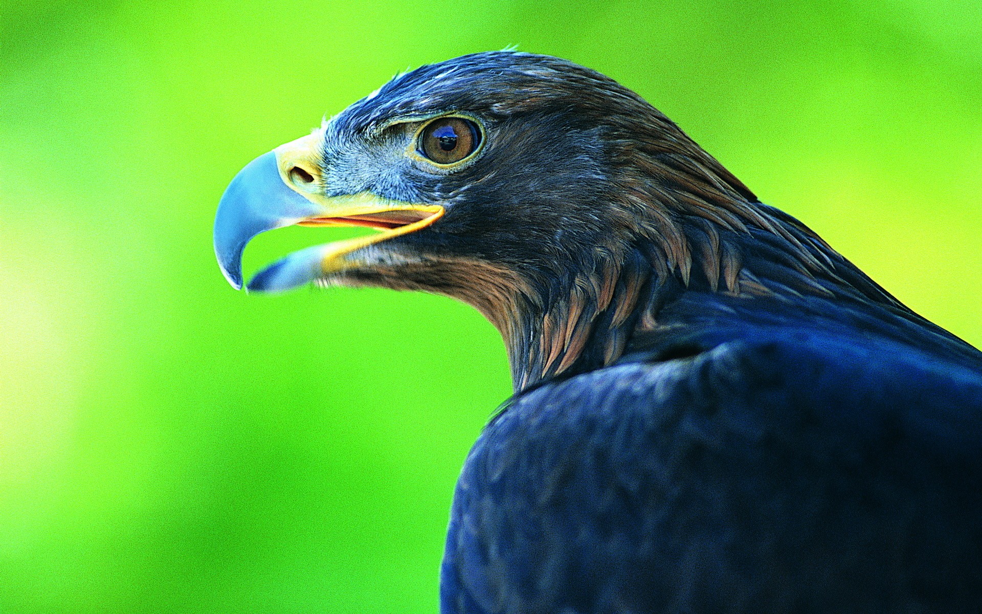 Descarga gratis la imagen Águila, Aves, Animales en el escritorio de tu PC