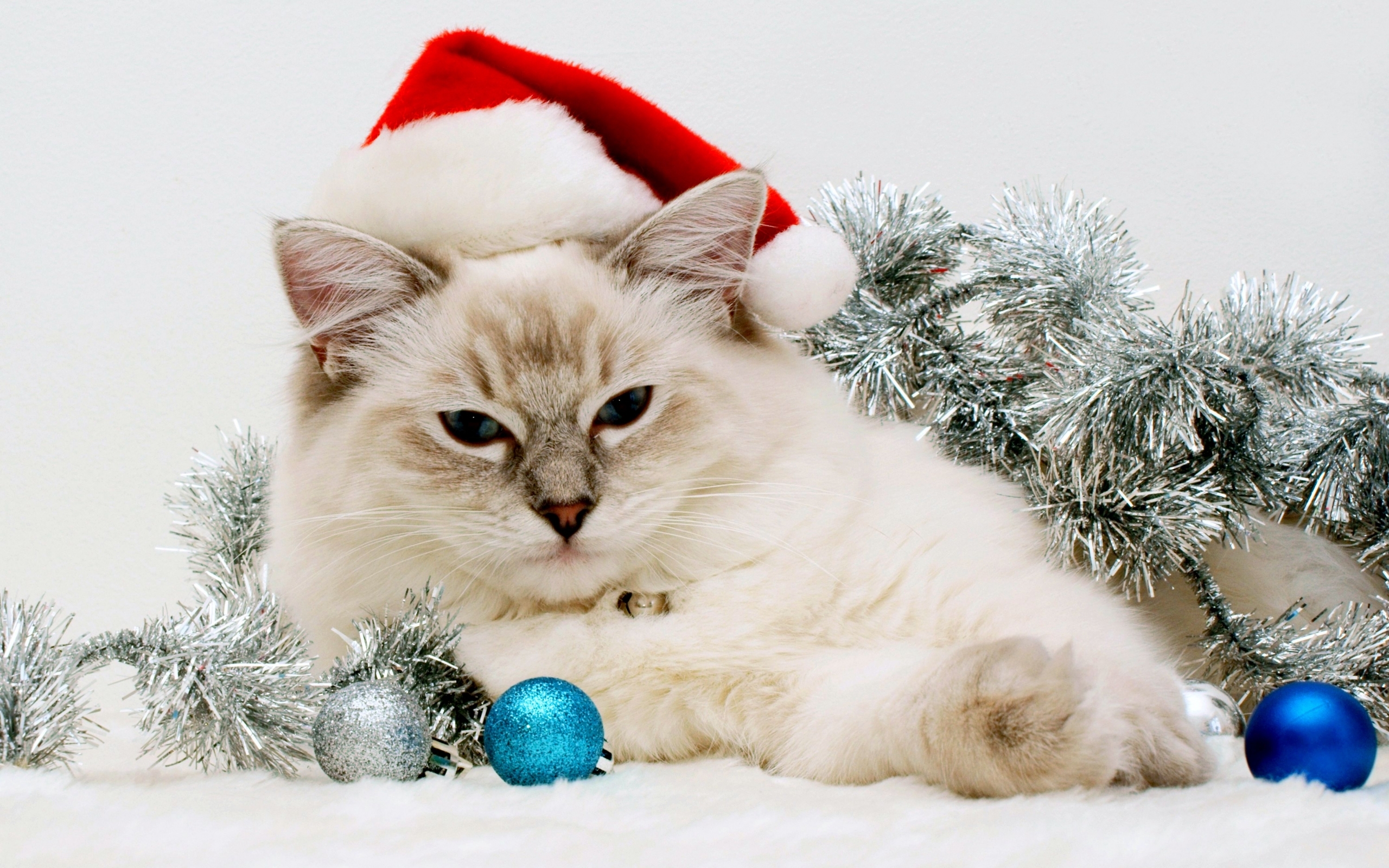 Download mobile wallpaper Holidays, New Year, Animals, Cats for free.