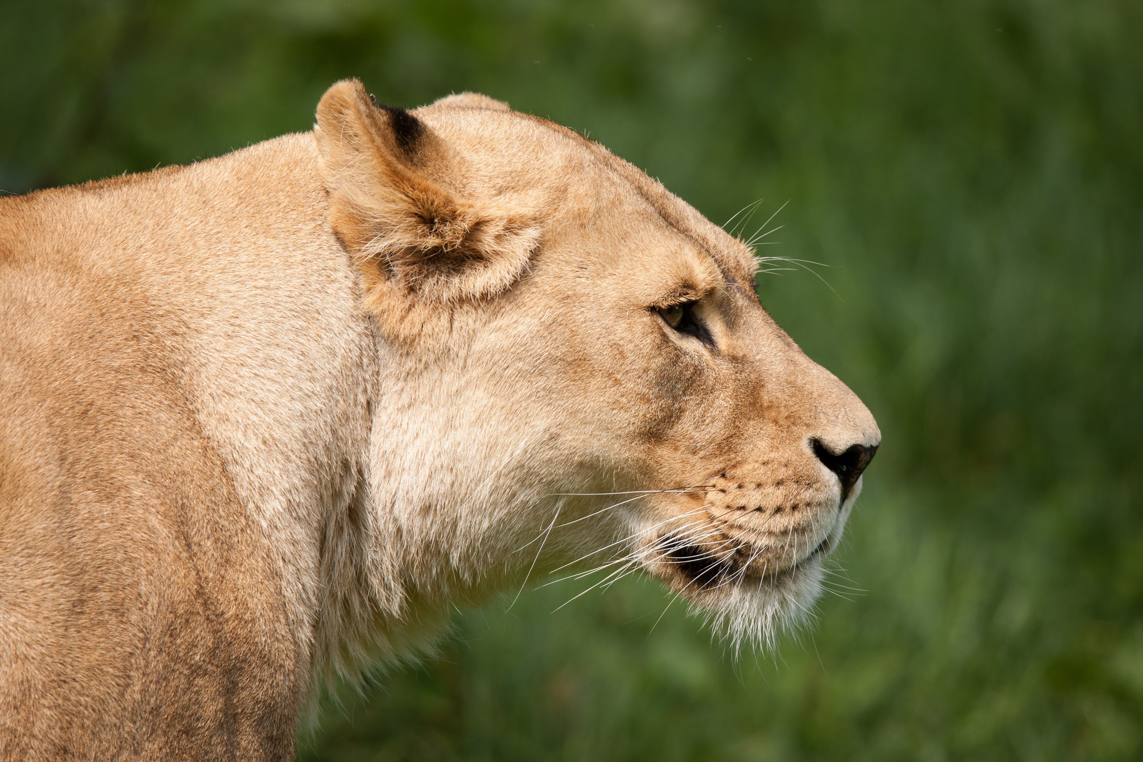 397763 télécharger l'image animaux, lion, lionne, chats - fonds d'écran et économiseurs d'écran gratuits