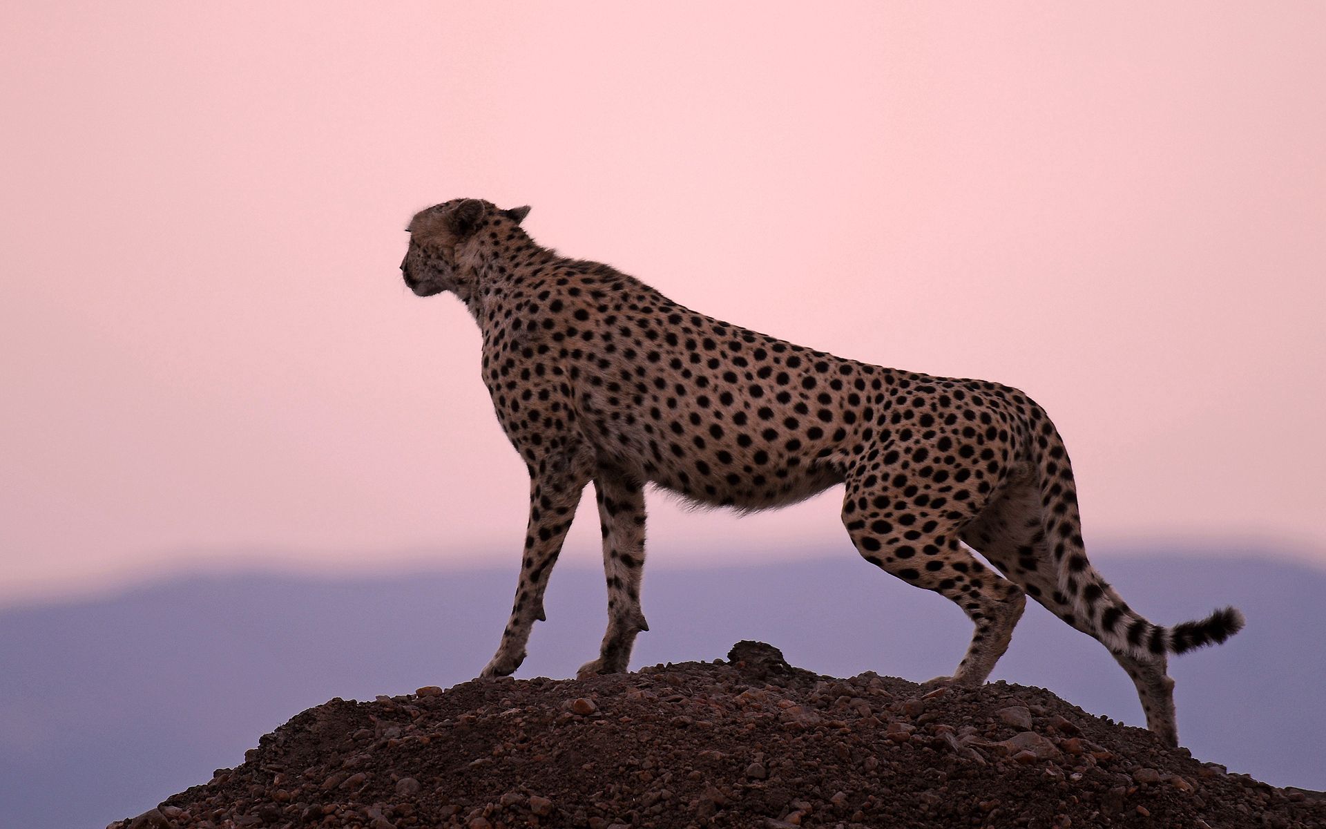 Download mobile wallpaper Cheetah, Animals, Sky, Horizon, Sunset, Predator for free.