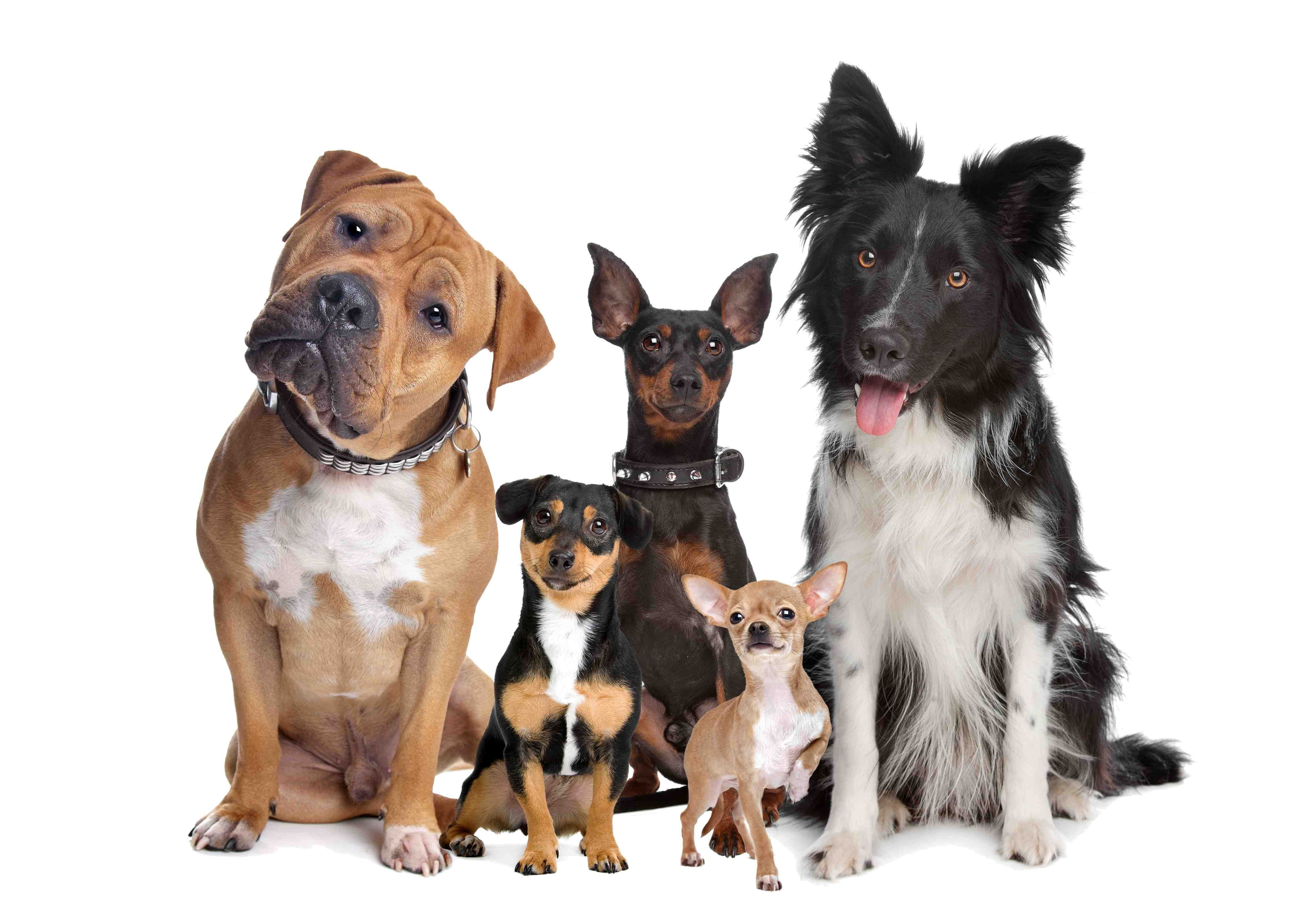 379533画像をダウンロード動物, 犬, ボーダーコリー, チワワ-壁紙とスクリーンセーバーを無料で