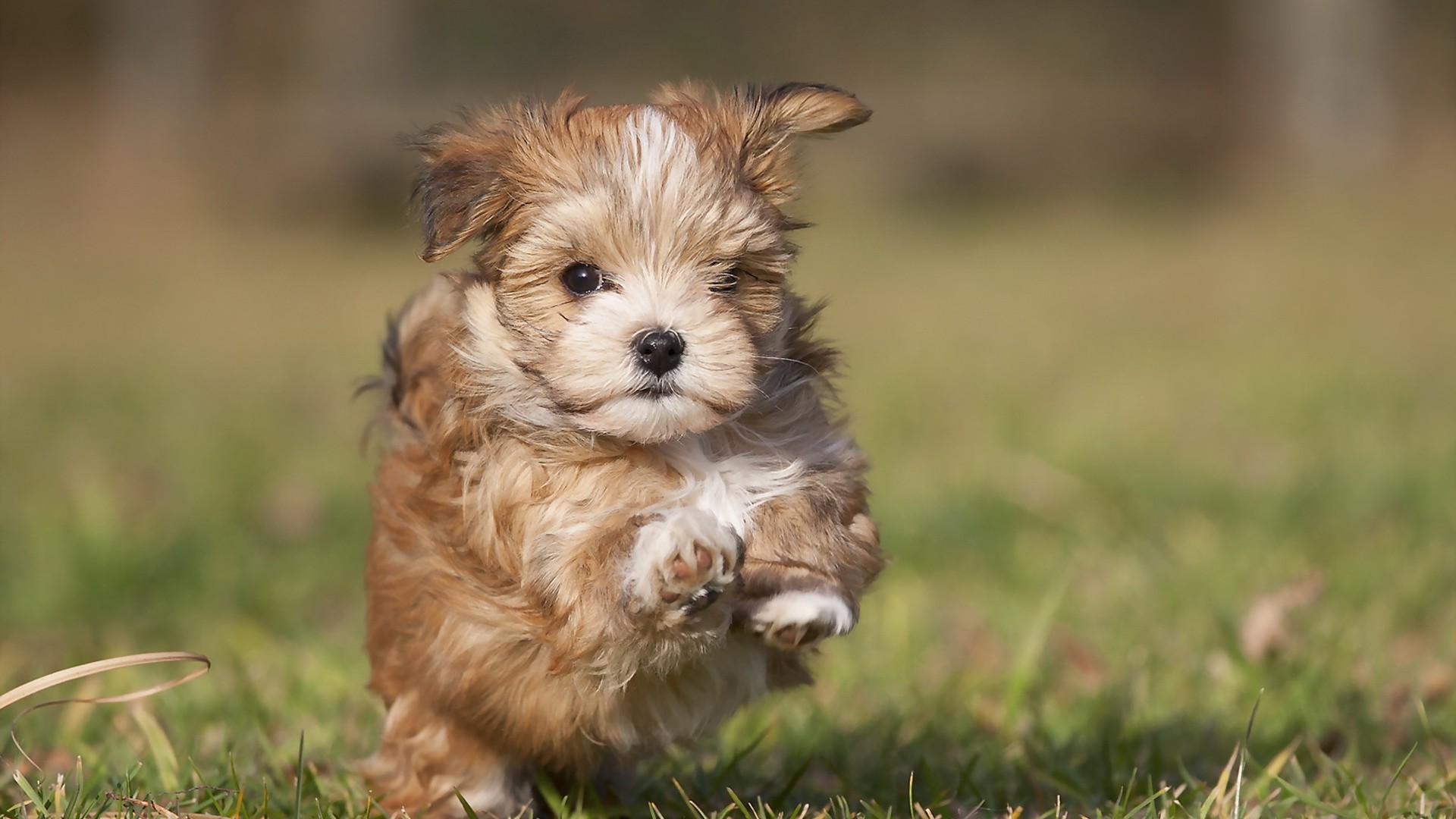 Download mobile wallpaper Puppy, Dogs, Animal for free.