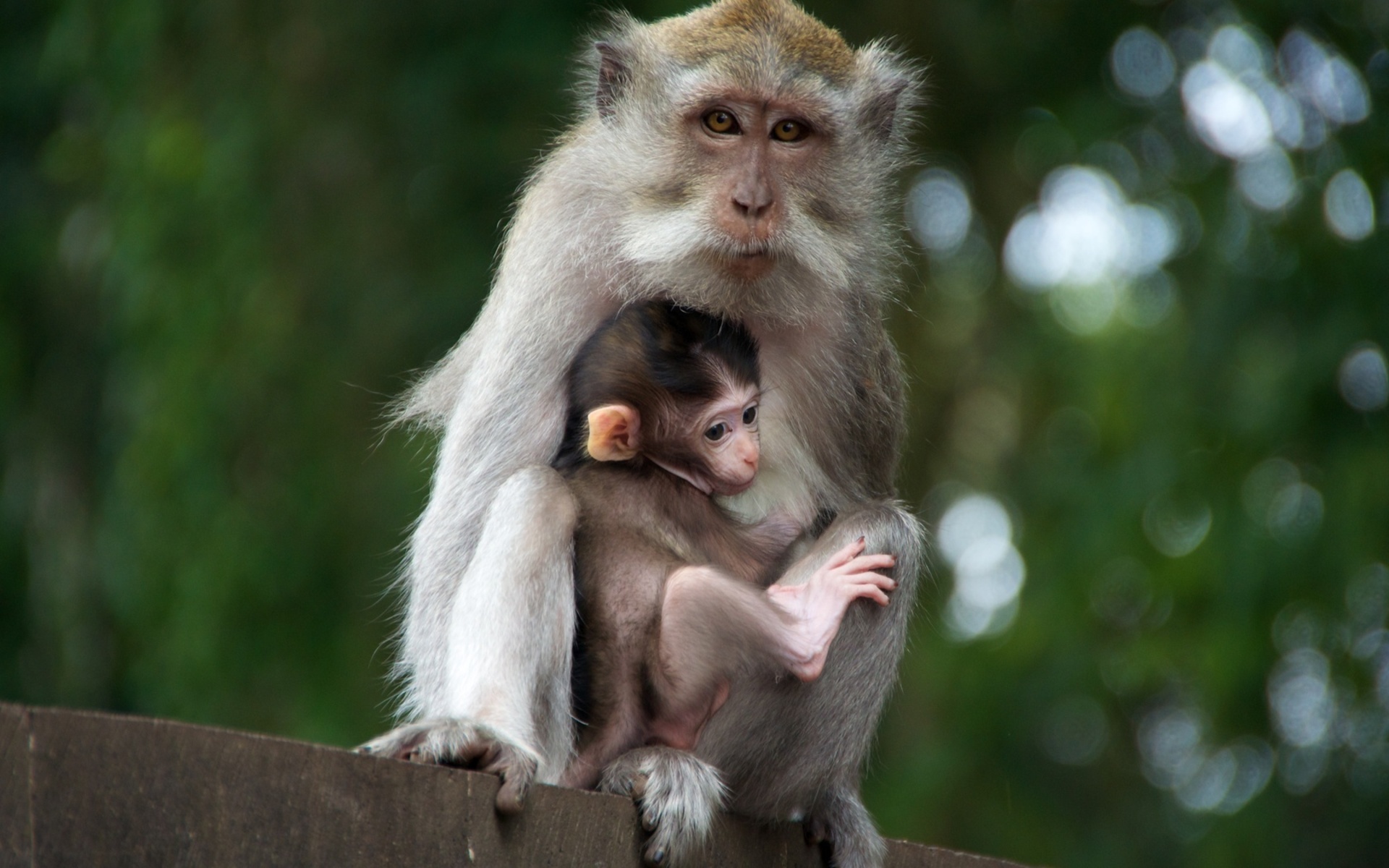 Download mobile wallpaper Monkeys, Monkey, Animal, Cute for free.