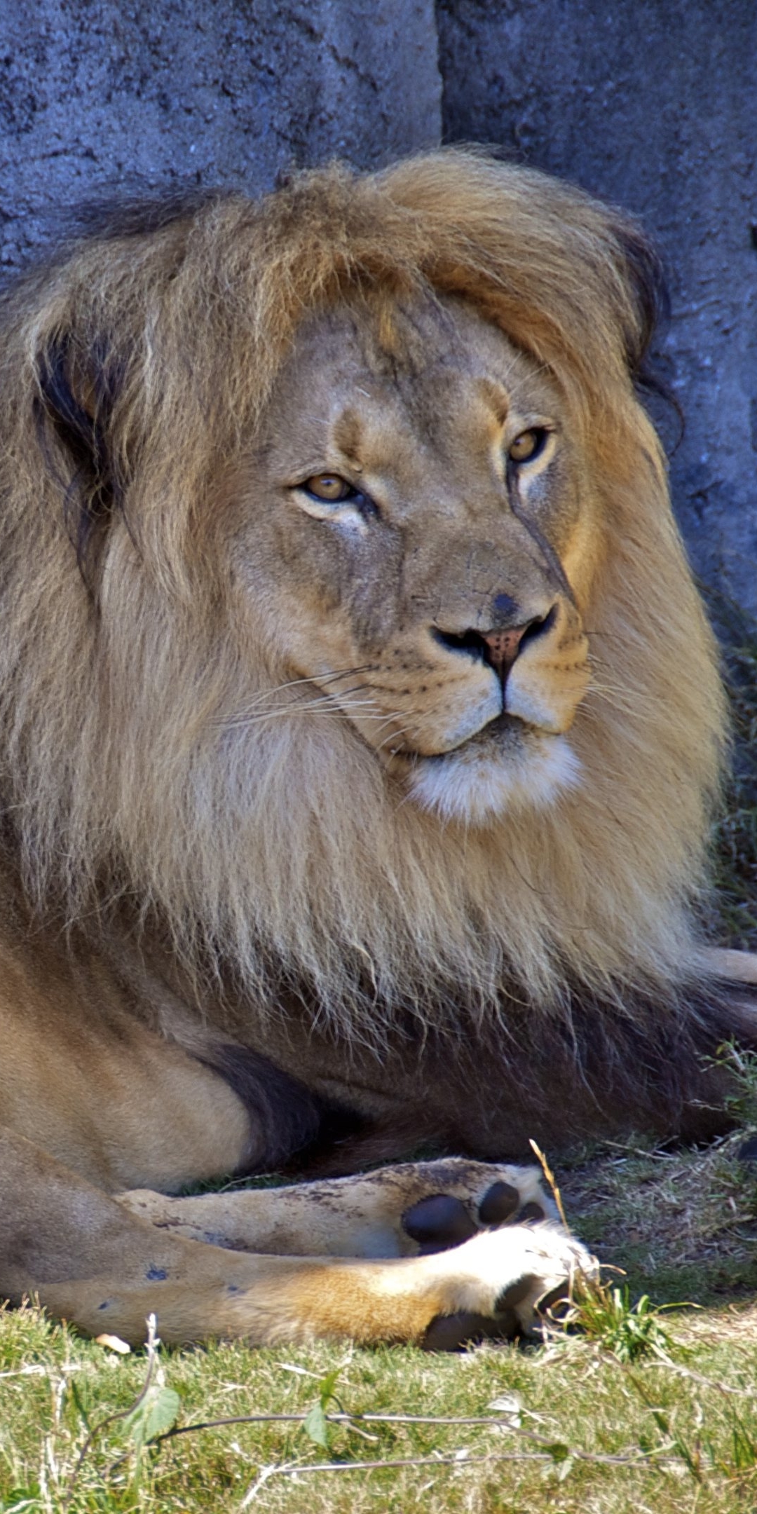 Téléchargez des papiers peints mobile Animaux, Chats, Lion gratuitement.