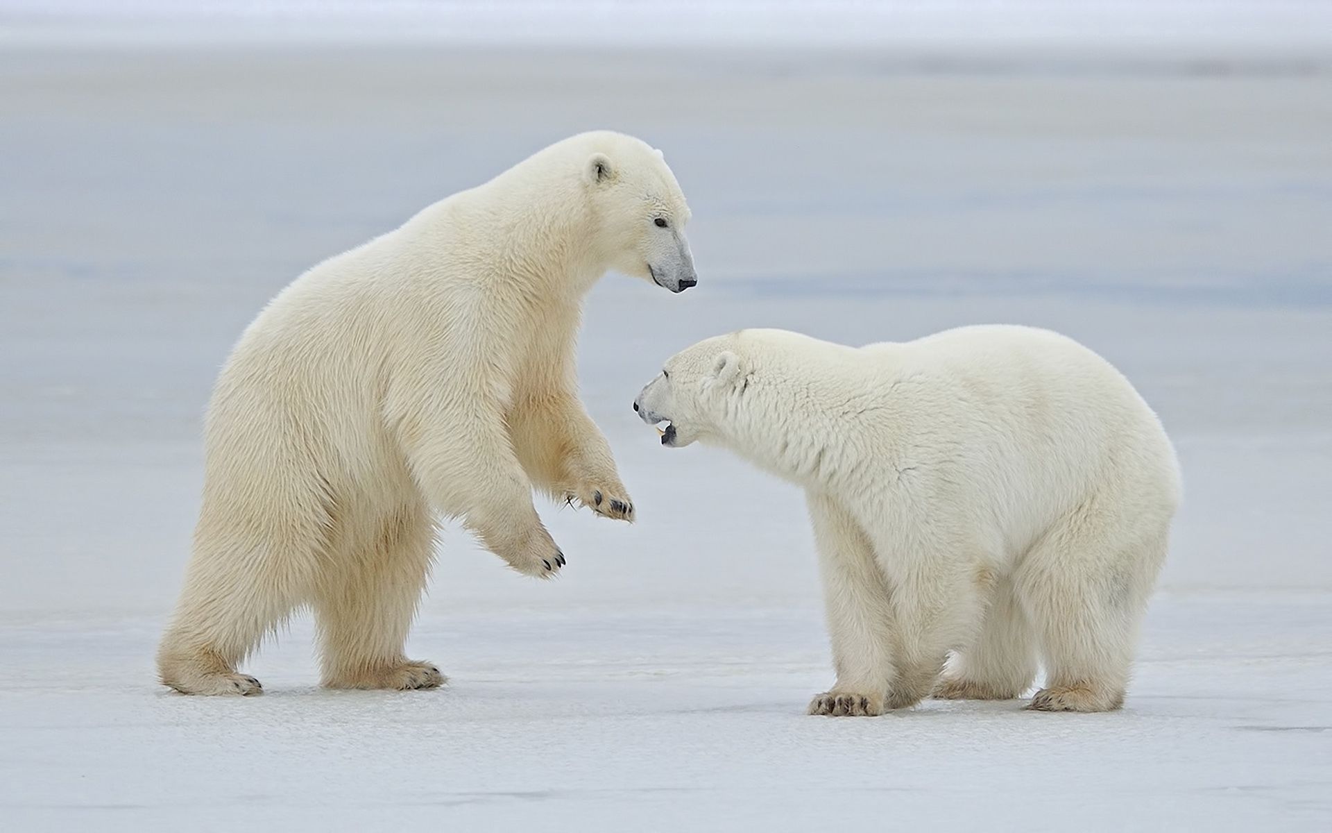 132445 descargar imagen animales, nieve, pareja, par, paseo, osos blancos, osos polares: fondos de pantalla y protectores de pantalla gratis