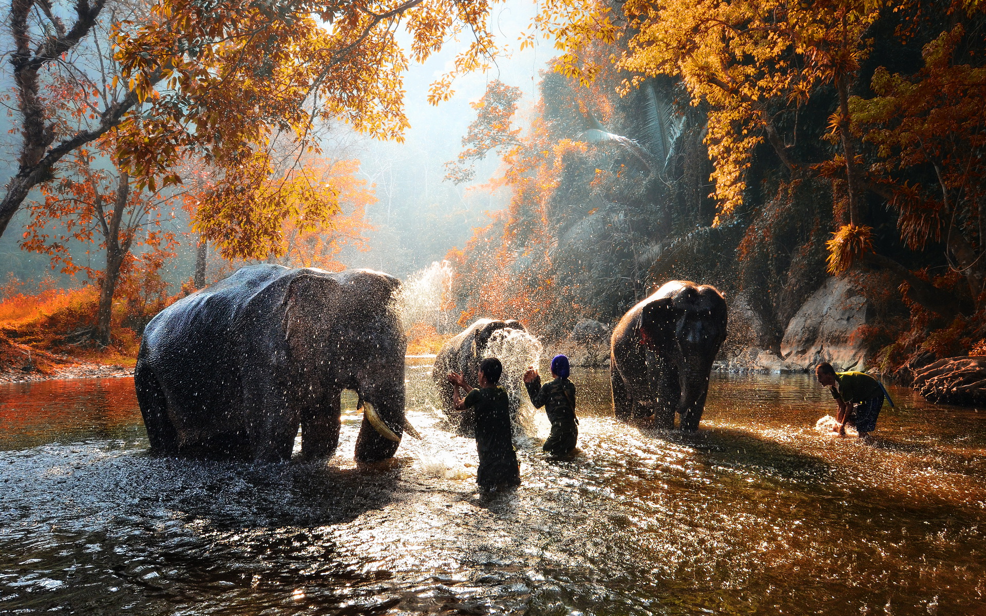 Laden Sie das Asiatischer Elefant, Elefanten, Tiere-Bild kostenlos auf Ihren PC-Desktop herunter