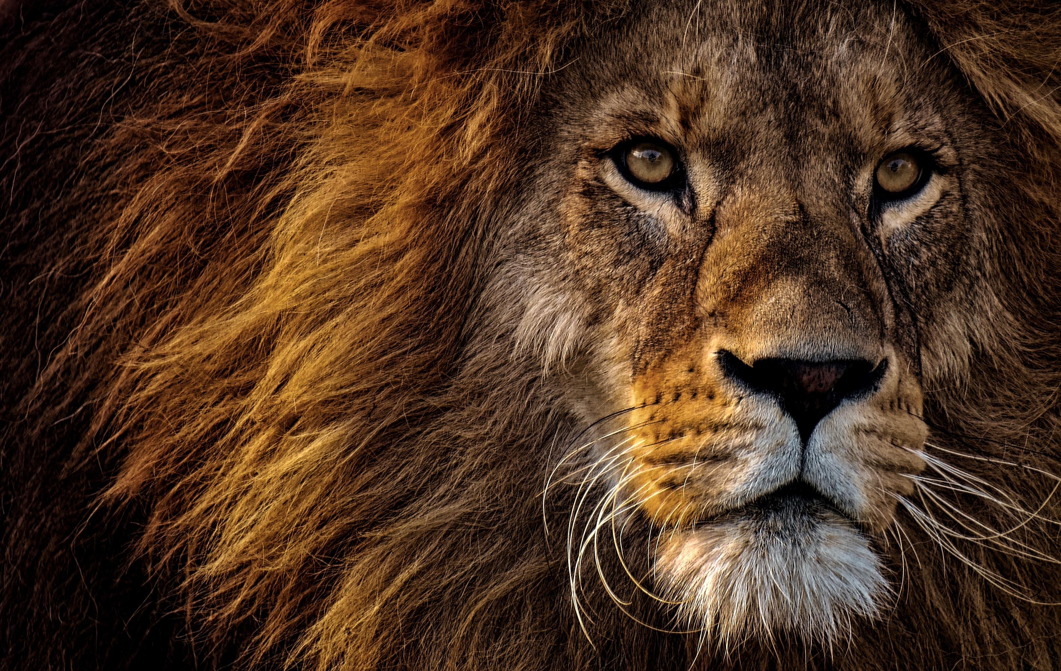 121351 скачать обои грива, царь зверей, лев, хищник, животные, морда, взгляд - заставки и картинки бесплатно