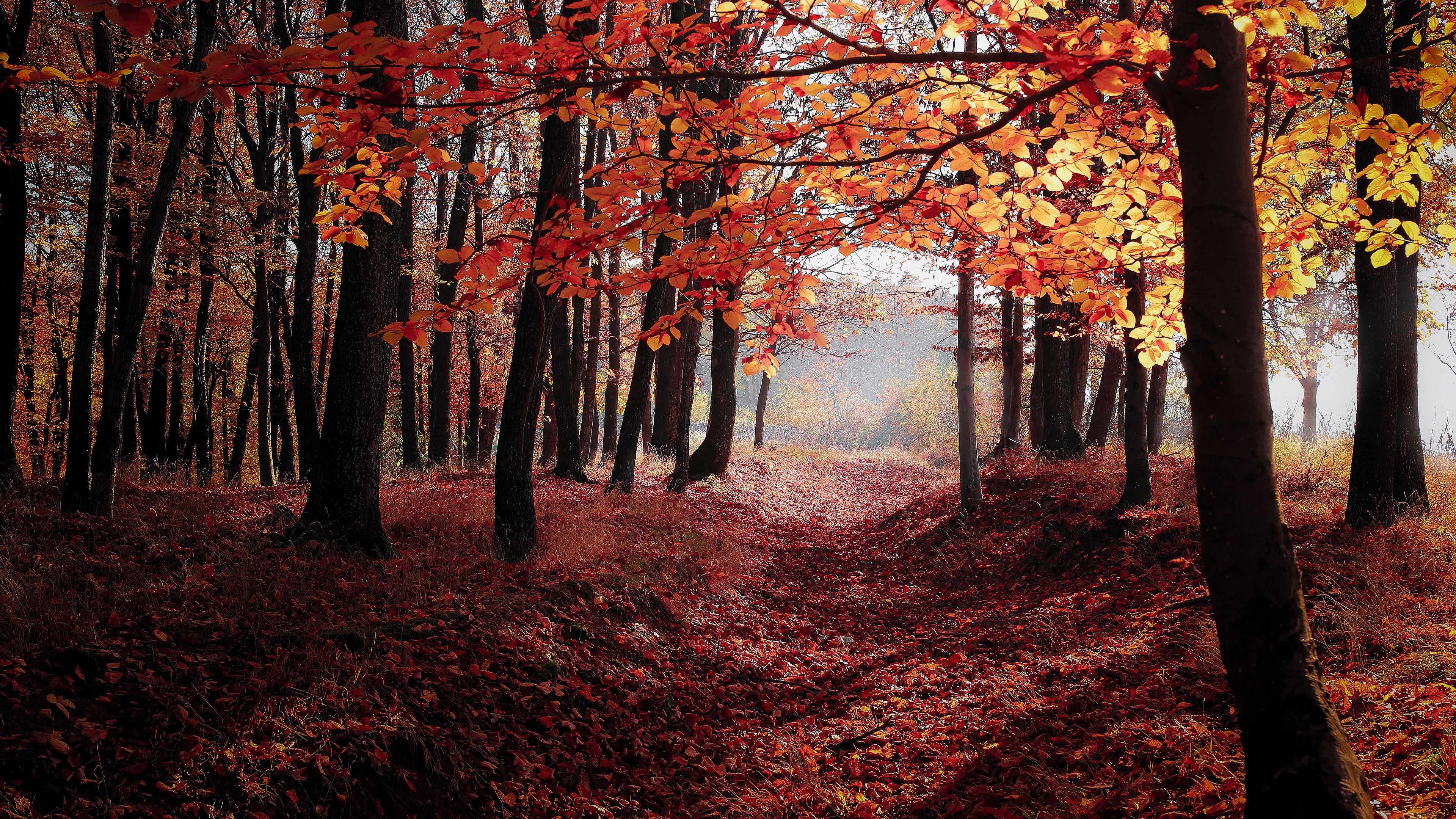 Descarga gratuita de fondo de pantalla para móvil de Otoño, Bosque, Niebla, Sendero, Tierra/naturaleza.