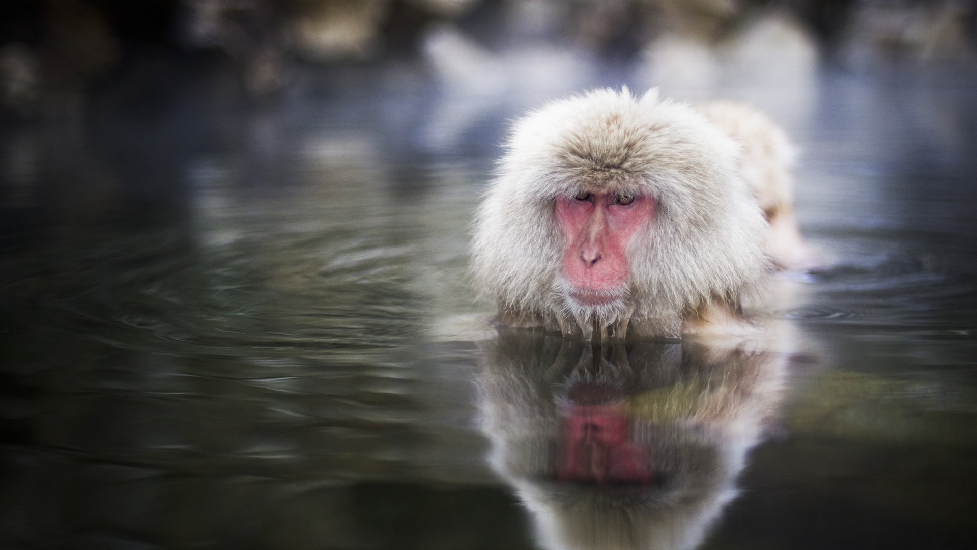 Download mobile wallpaper Reflection, Monkey, Animal, Japanese Macaque for free.
