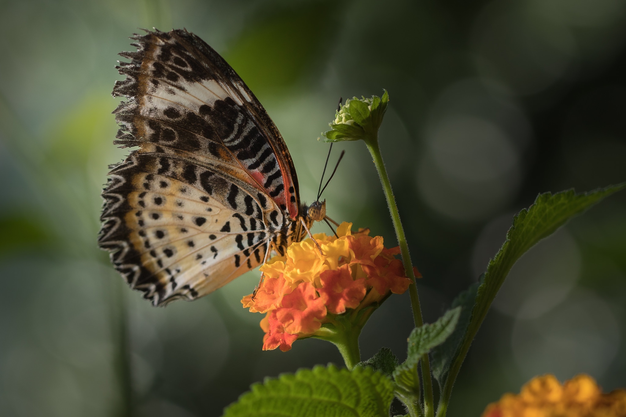 Handy-Wallpaper Tiere, Schmetterlinge, Makro, Insekt, Orangene Blume kostenlos herunterladen.