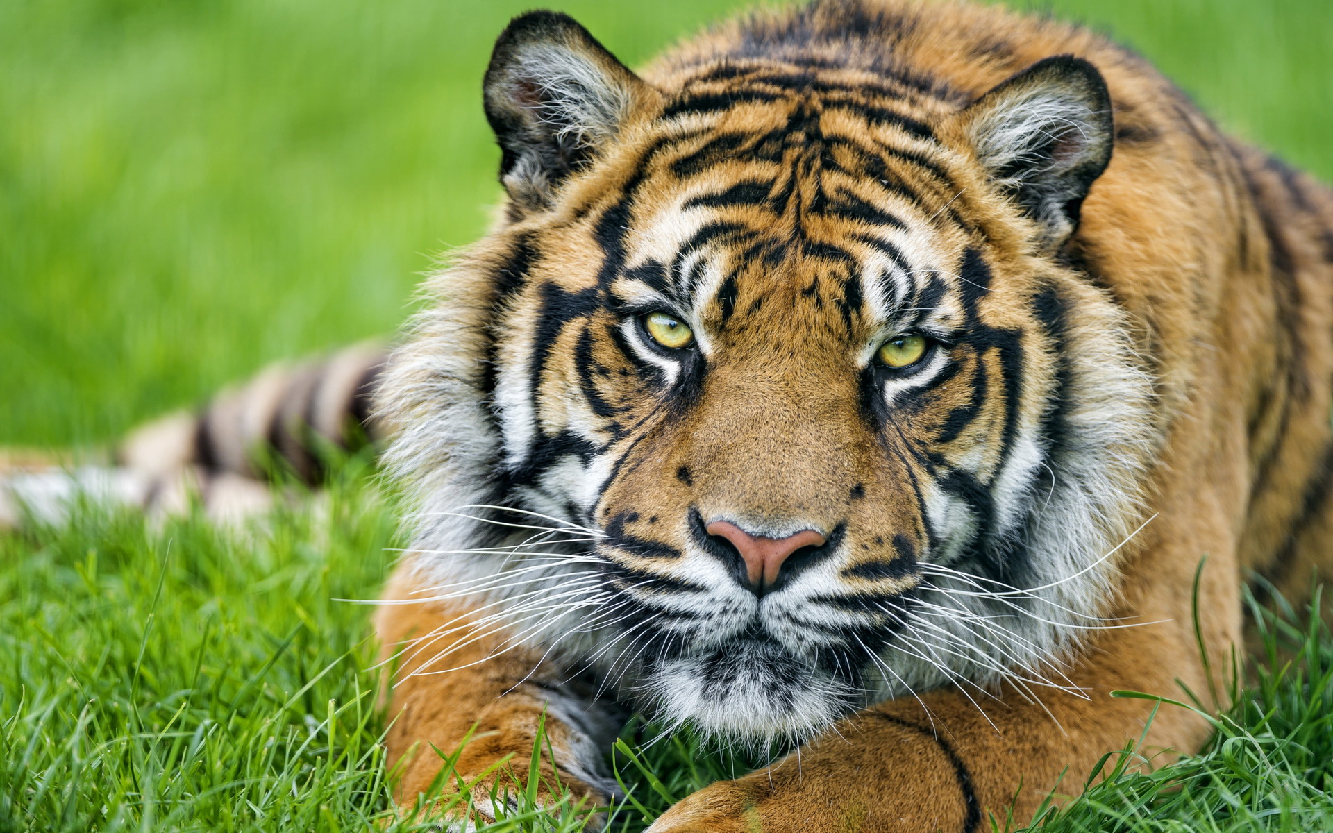 Handy-Wallpaper Katzen, Tiere, Tiger kostenlos herunterladen.