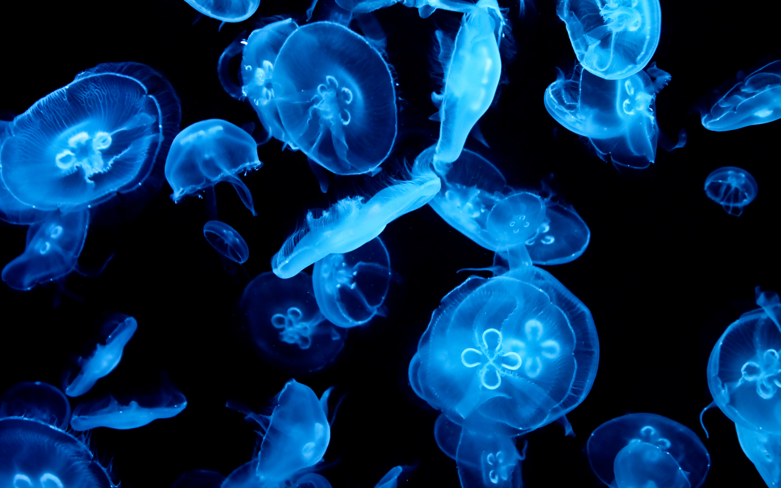 jellyfish, animal, fishes