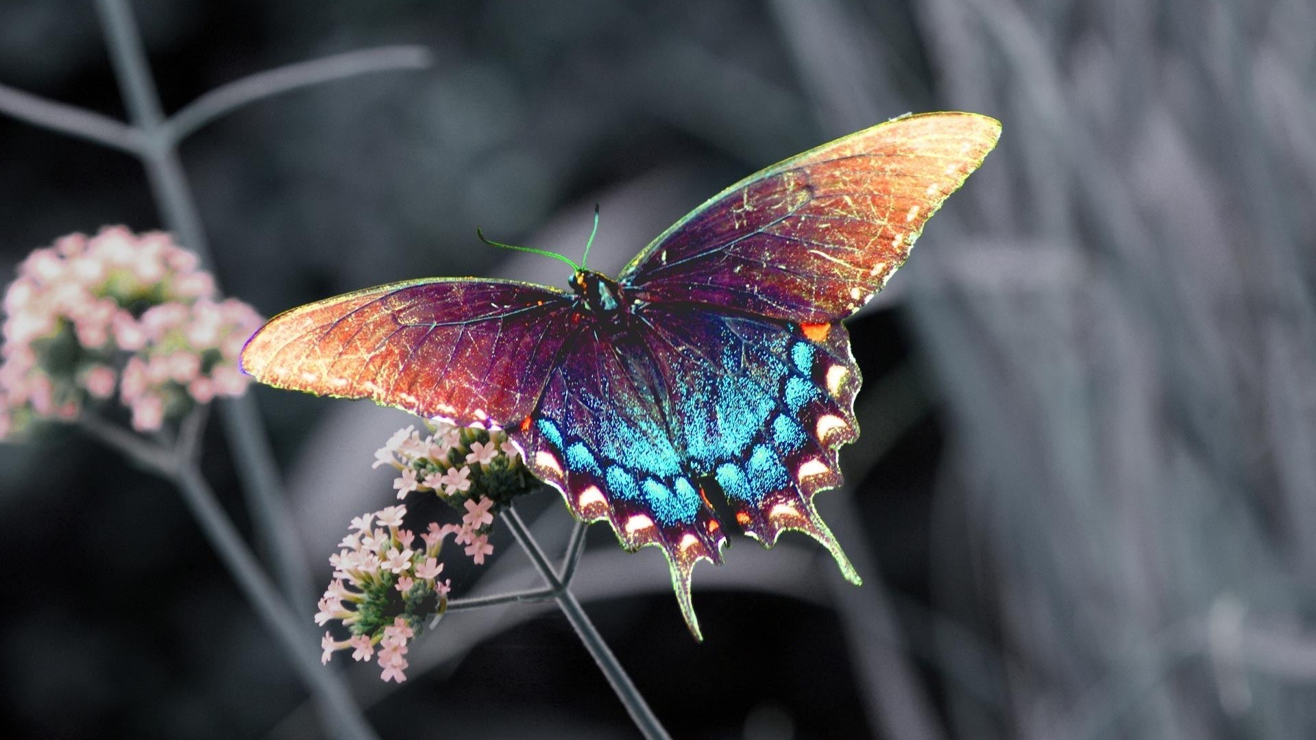 Free download wallpaper Butterfly, Animal on your PC desktop