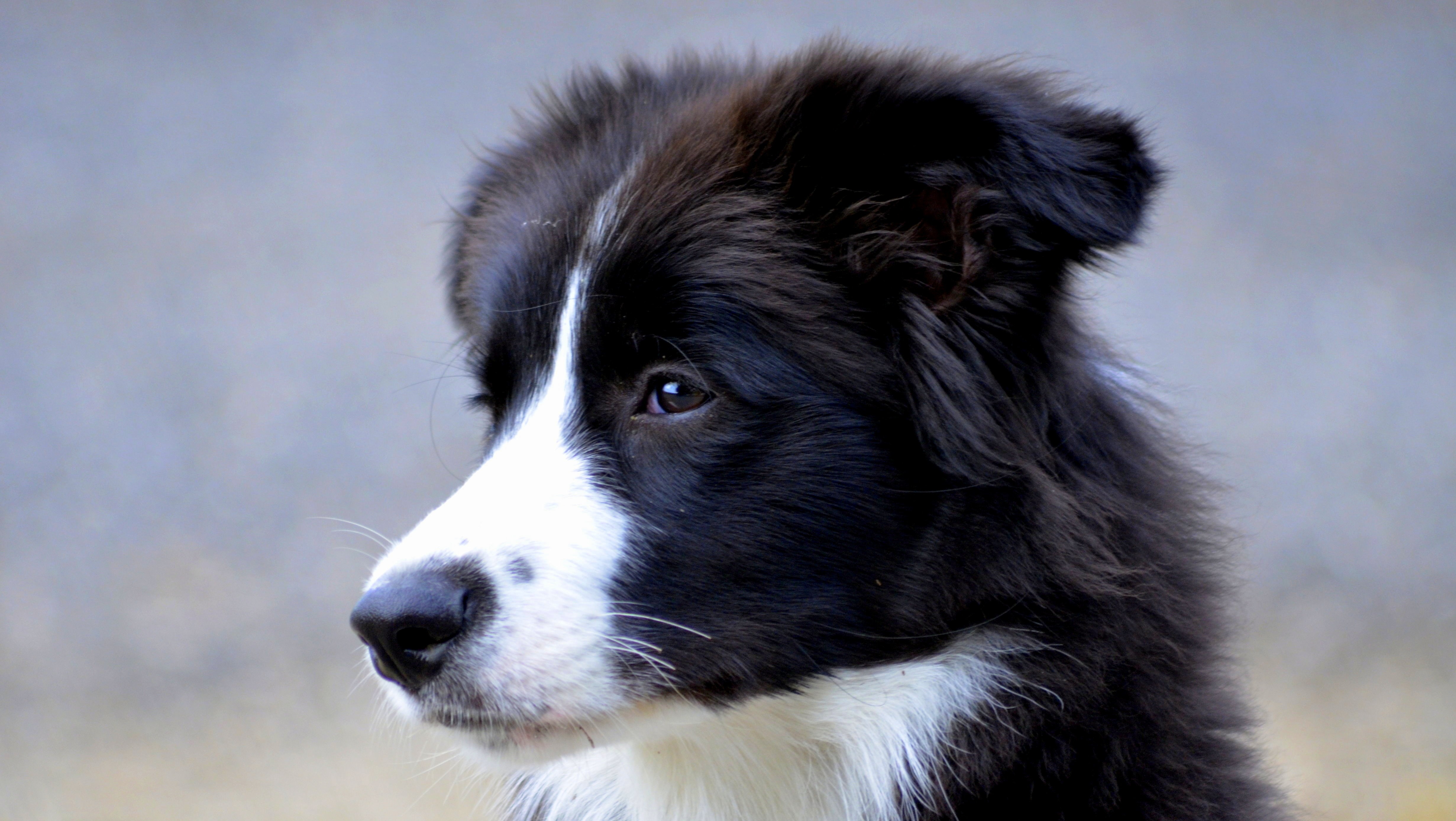 Download mobile wallpaper Dogs, Dog, Muzzle, Animal, Puppy, Border Collie for free.