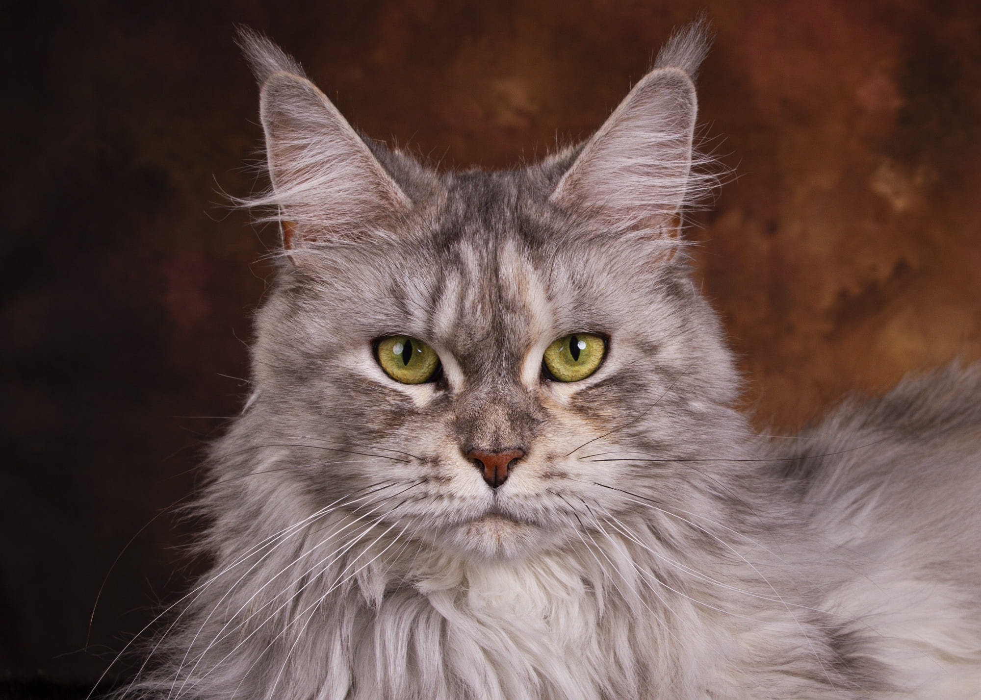 Download mobile wallpaper Cats, Cat, Animal, Maine Coon, Stare for free.