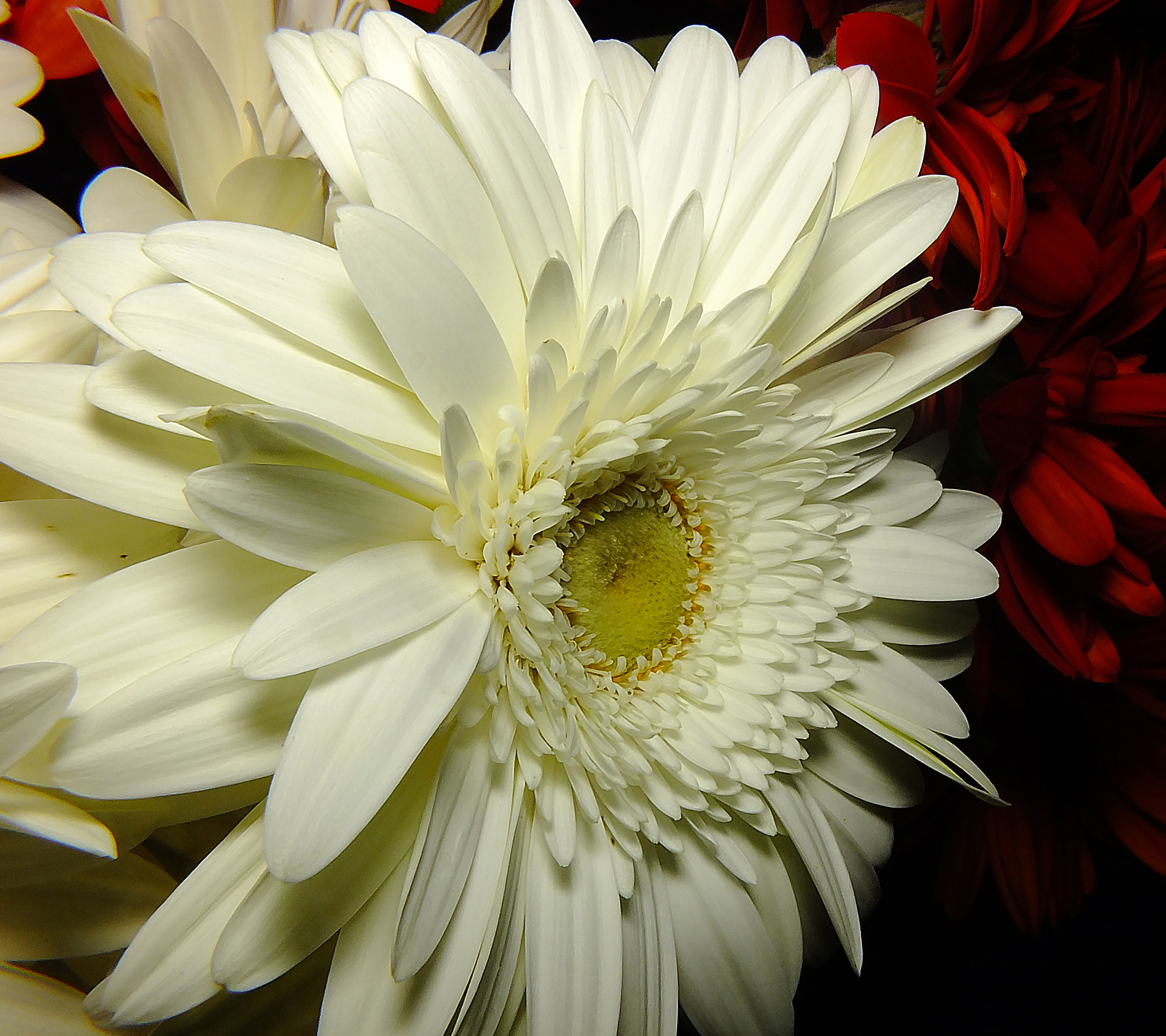 PCデスクトップにフラワーズ, ガーベラ, 花, 地球, 白い花, 赤い花画像を無料でダウンロード