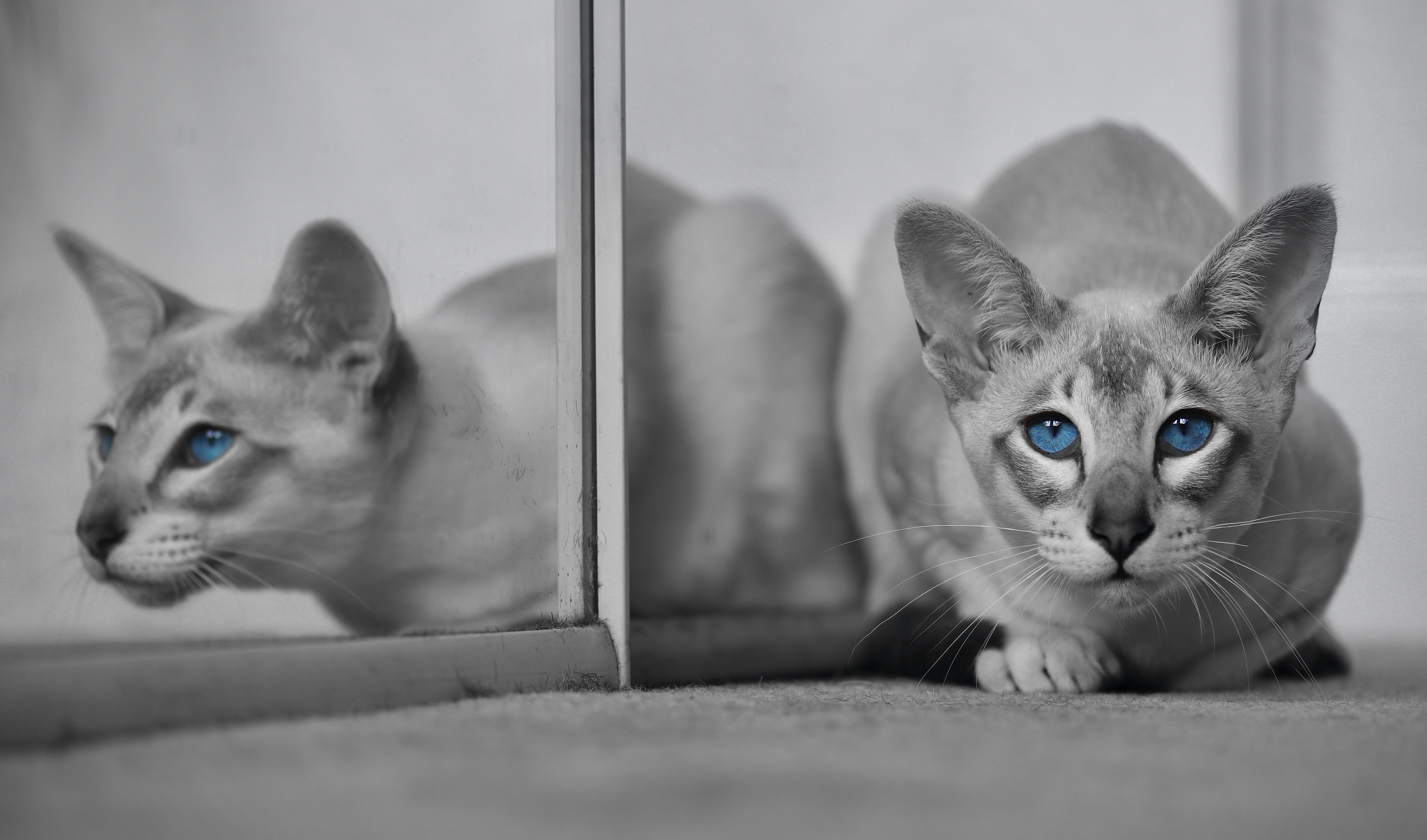 Laden Sie das Tiere, Katzen, Katze, Spiegelung, Selektive Farbe-Bild kostenlos auf Ihren PC-Desktop herunter